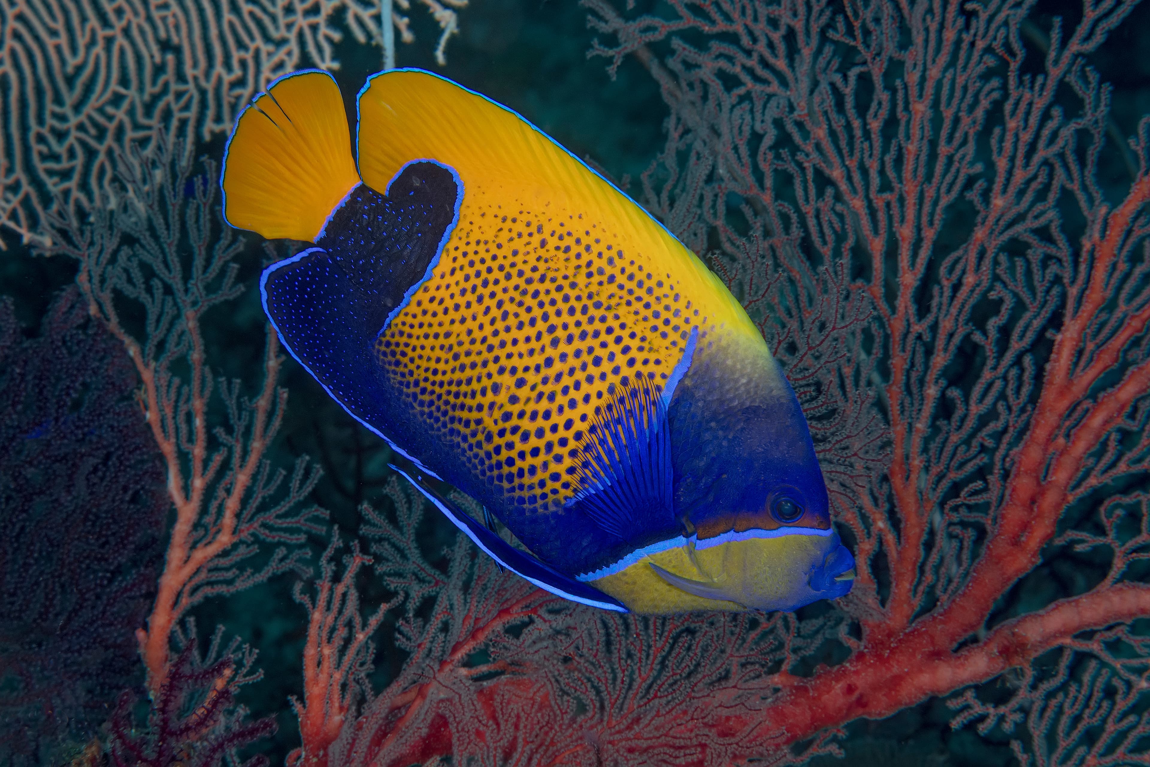 Majestic Angelfish (Pomacanthus navarchus), Raja Ampat, West Papua, Indonesia