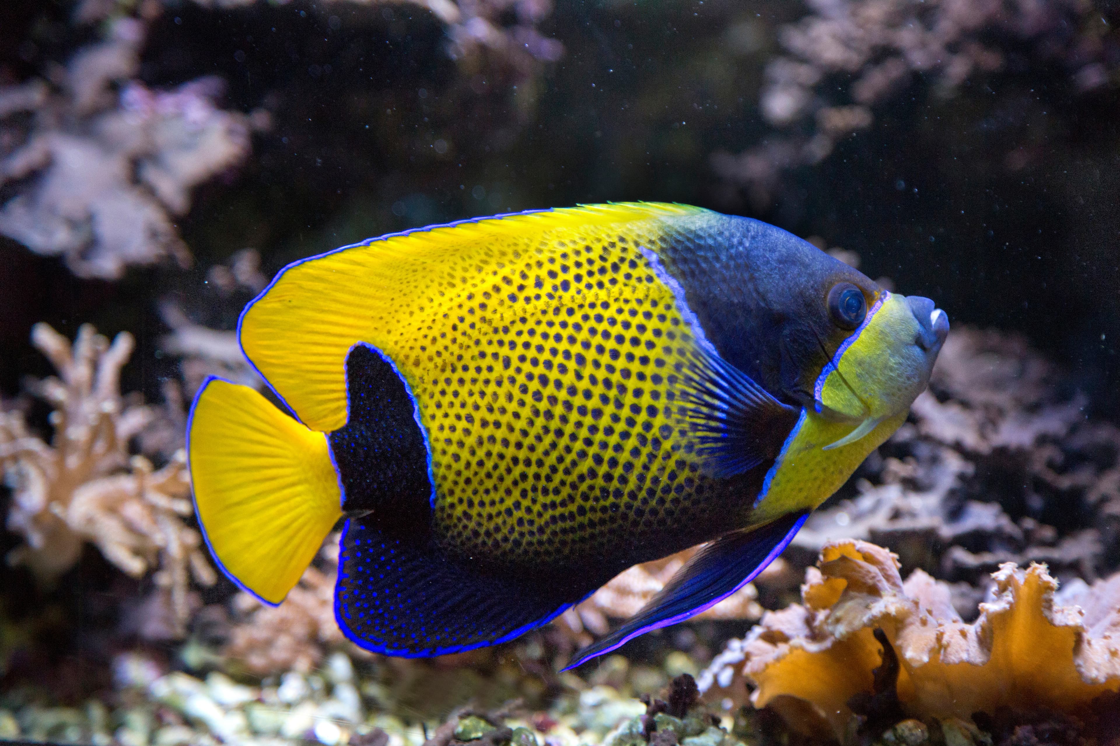 Majestic Angelfish (Pomacanthus navarchus)