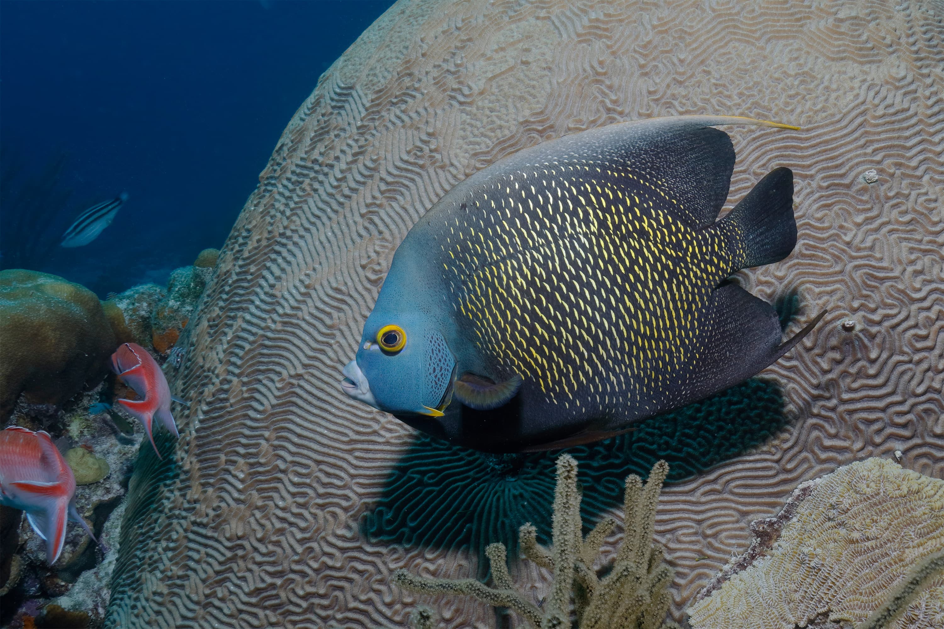 French Angelfish (Pomacanthus paru), Bonaire, Netherlands Antilles