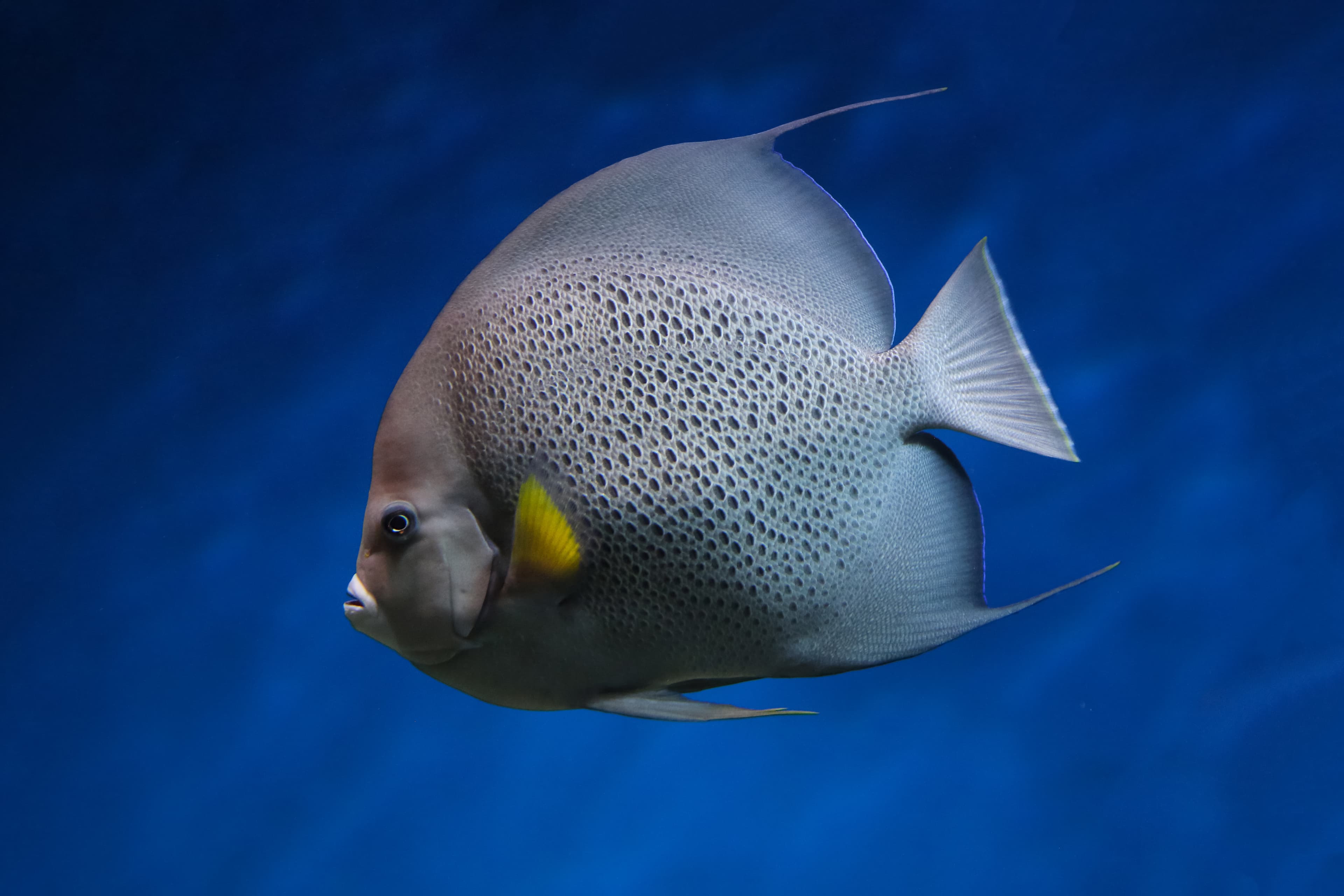 French Angelfish (Pomacanthus paru)