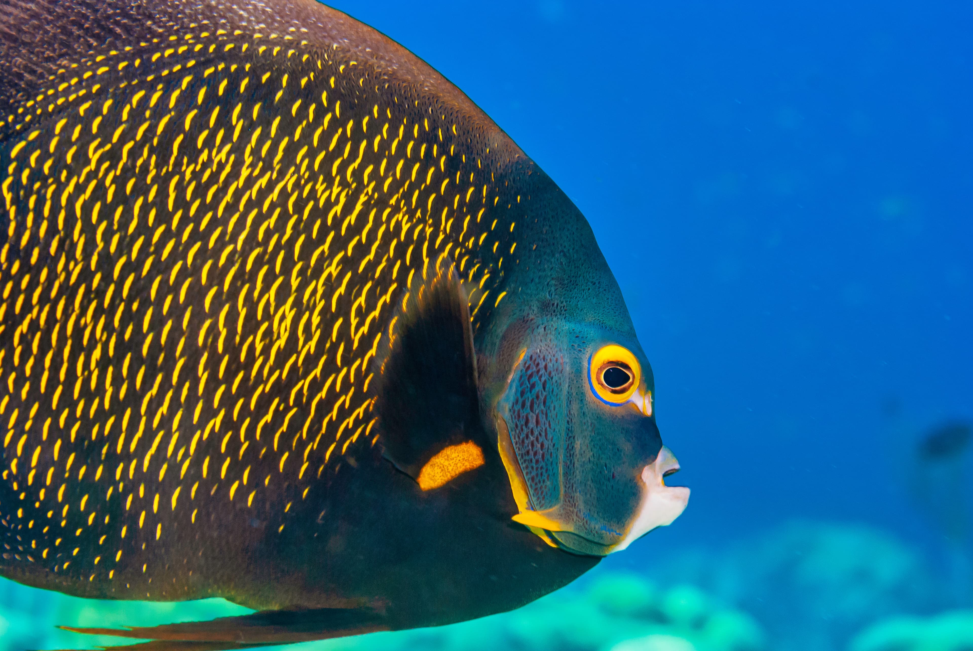 French Angelfish (Pomacanthus paru)