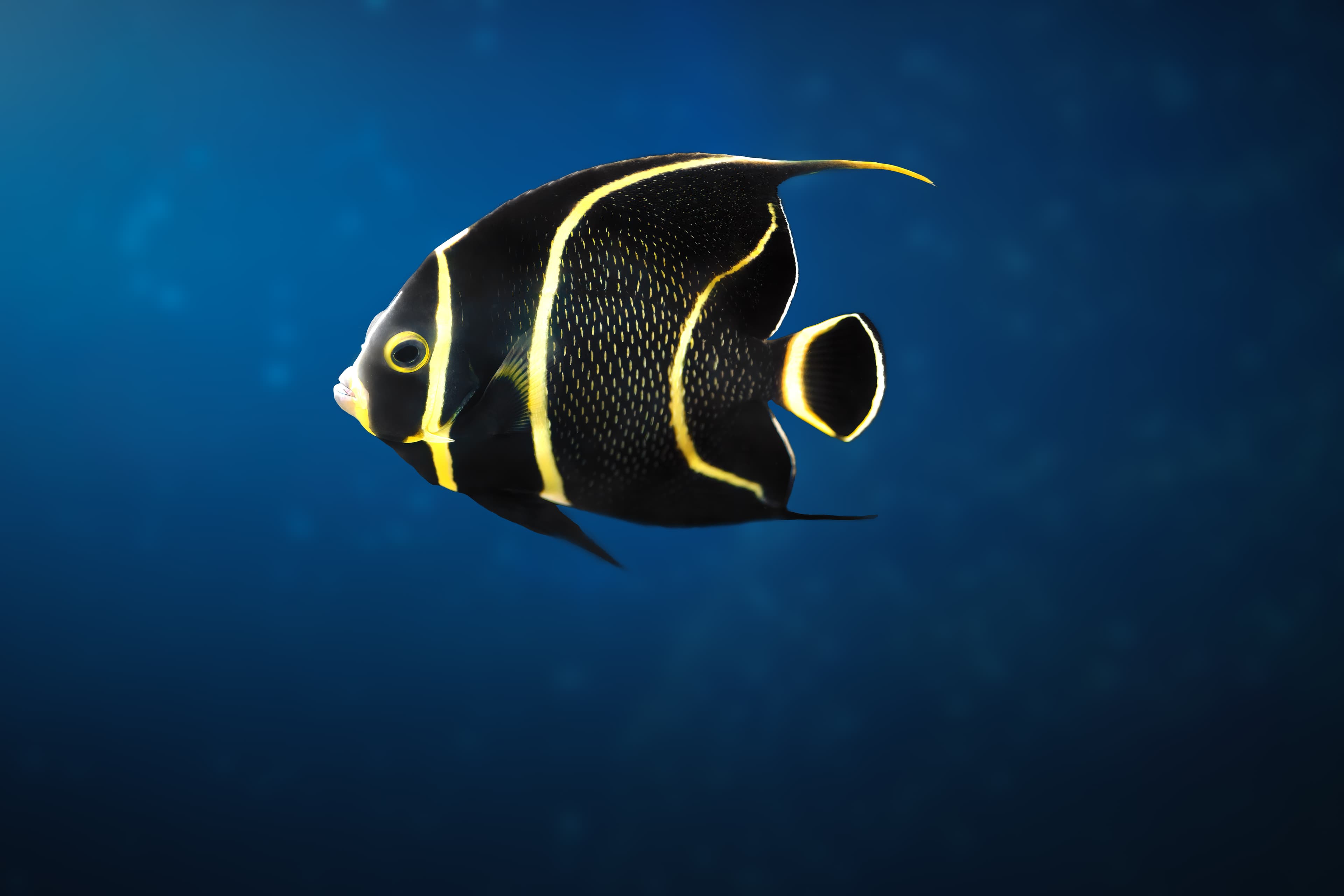 Juvenile French Angelfish (Pomacanthus paru)