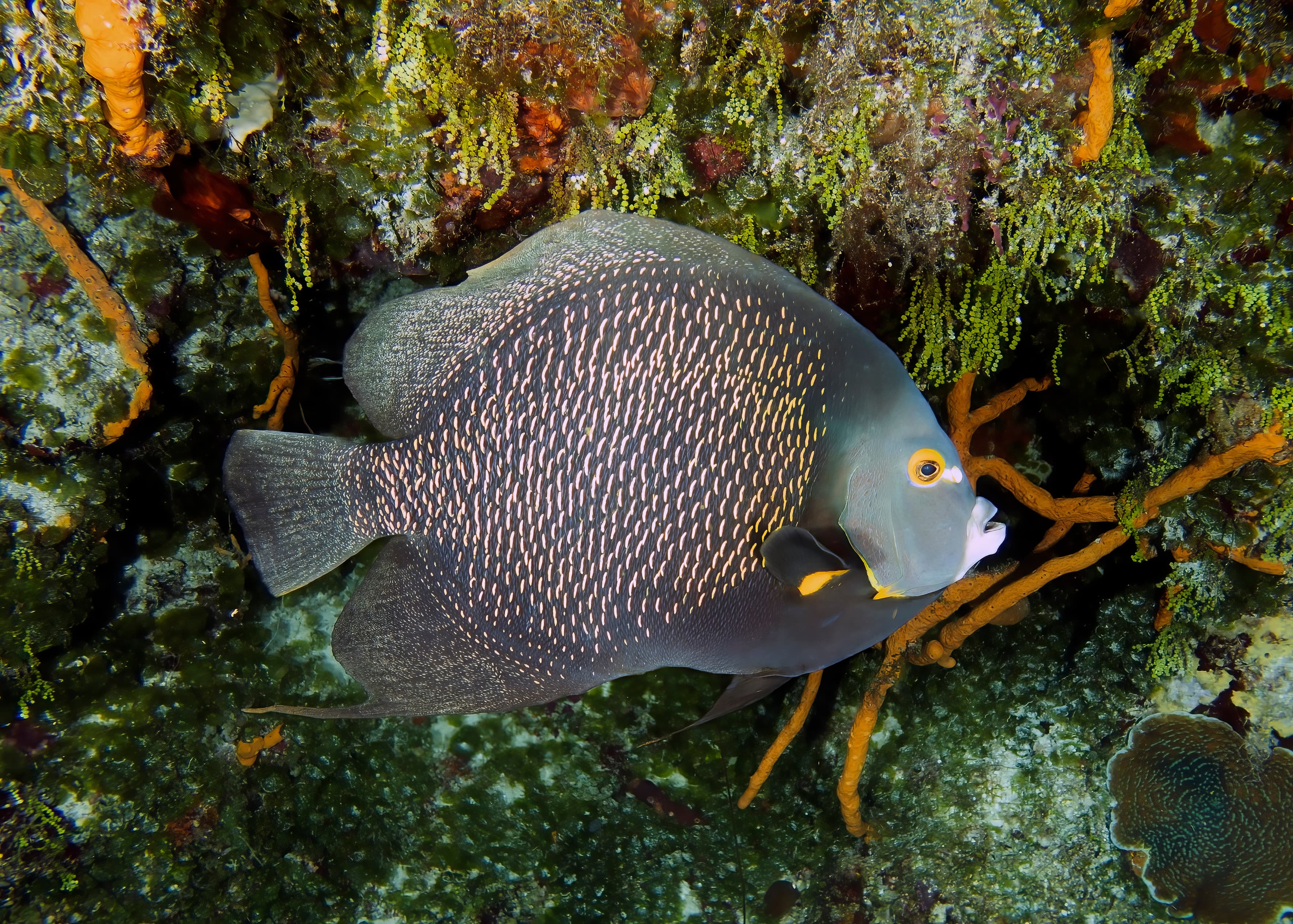 French Angelfish (Pomacanthus paru) in Cozumel, Mexico