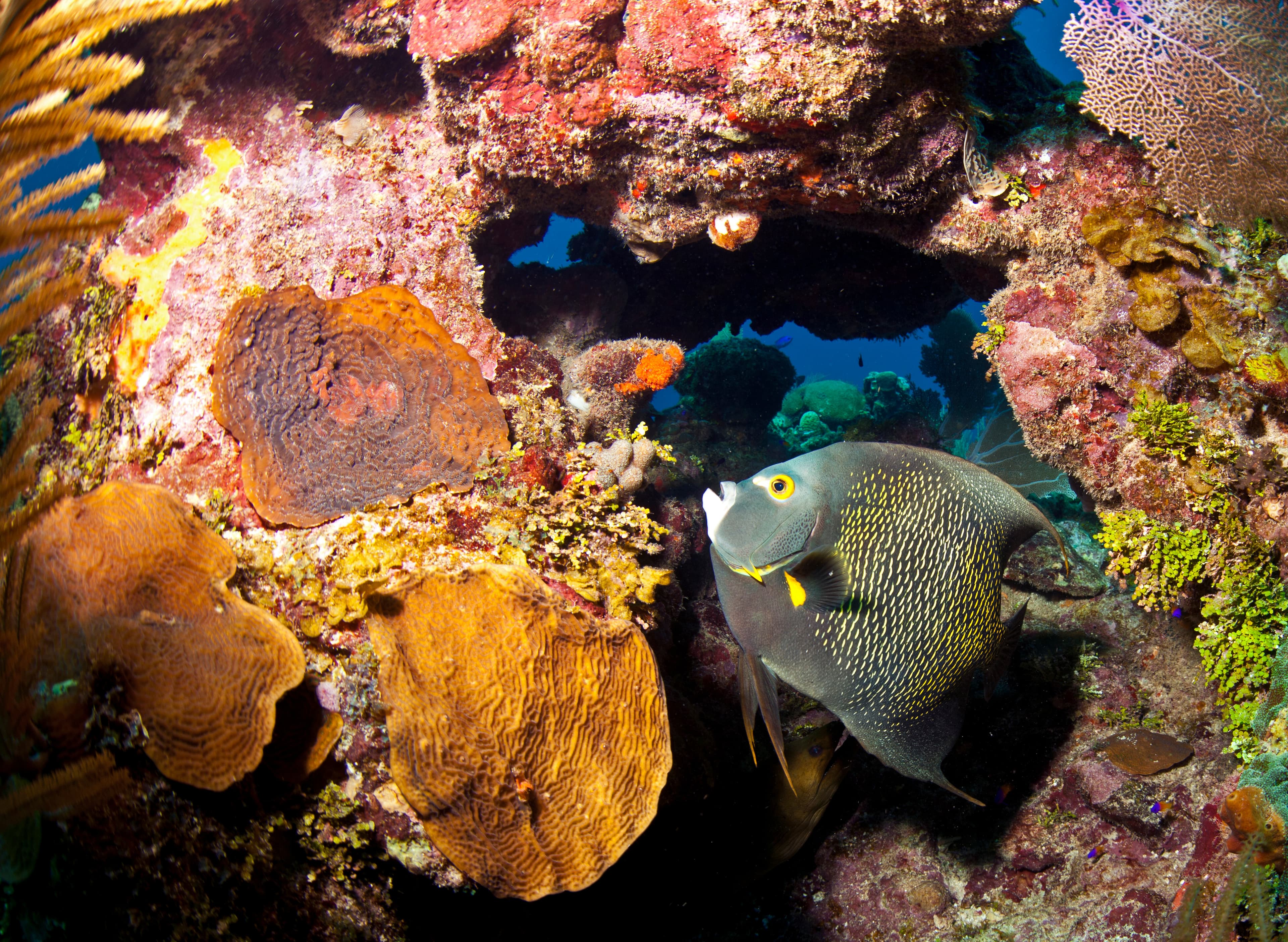 French Angelfish (Pomacanthus paru)