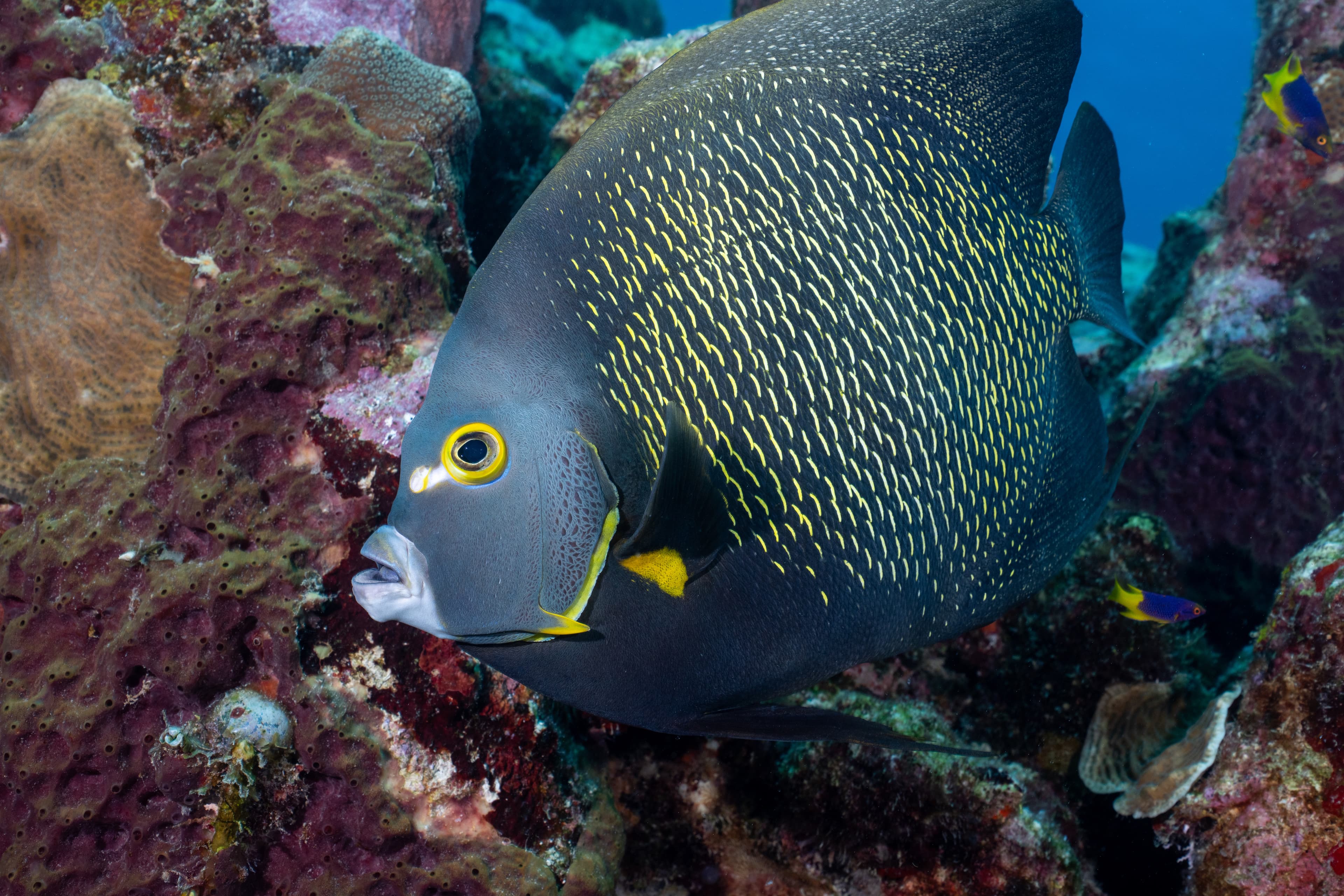 French Angelfish (Pomacanthus paru)