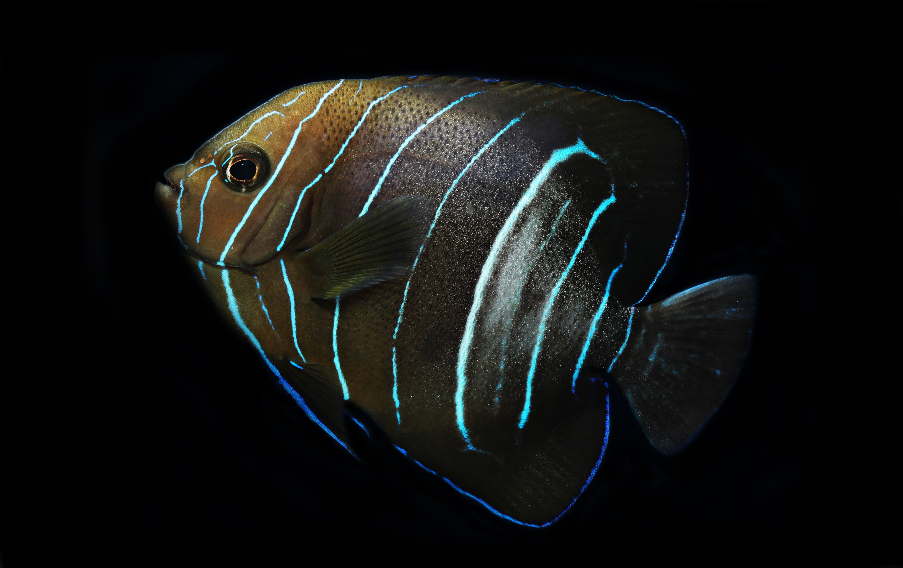 Subadult Old Woman Angelfish (Pomacanthus rhomboides), juvenile stripes and coloration still clearly visible