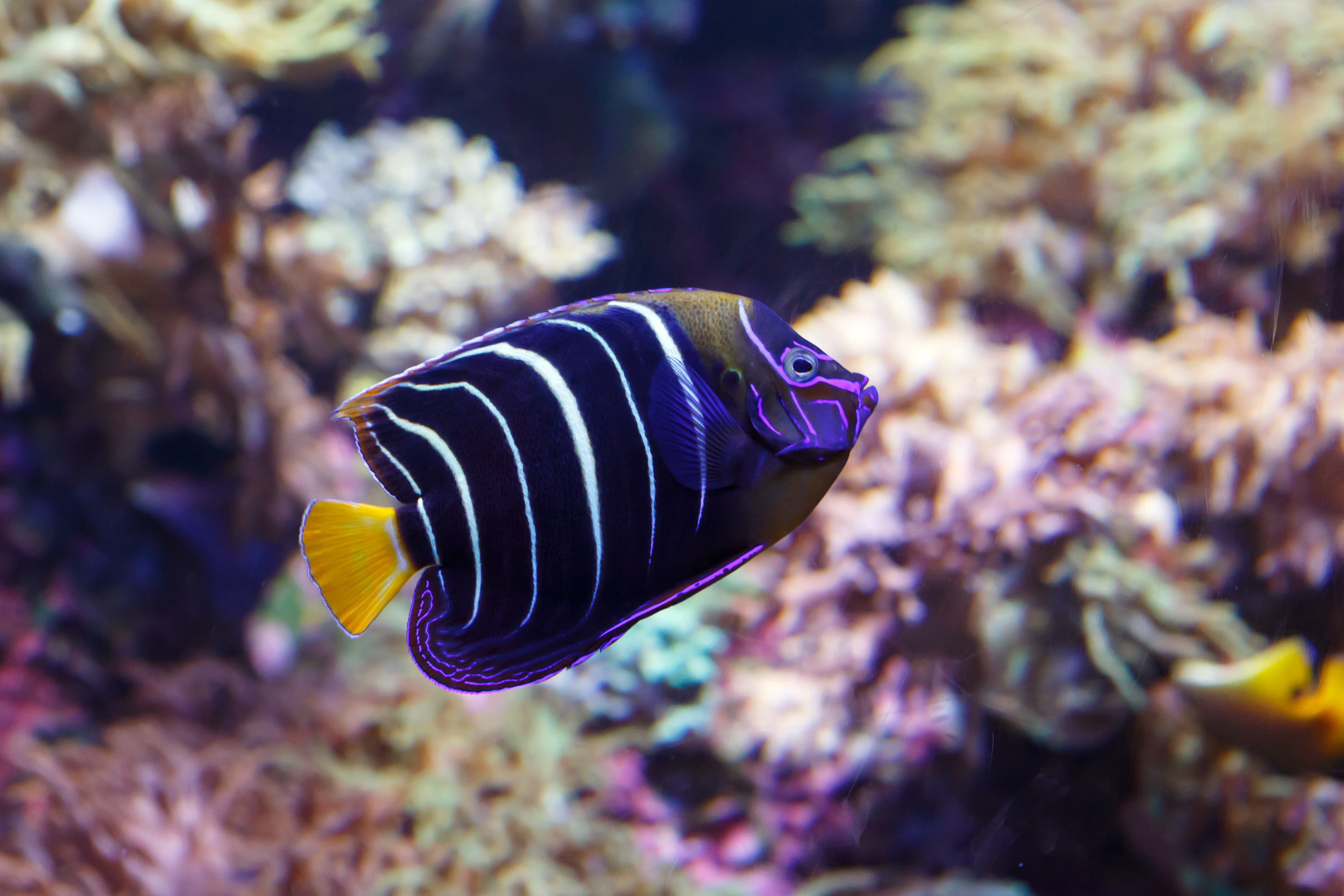 Goldtail Angelfish (Pomacanthus chrysurus)