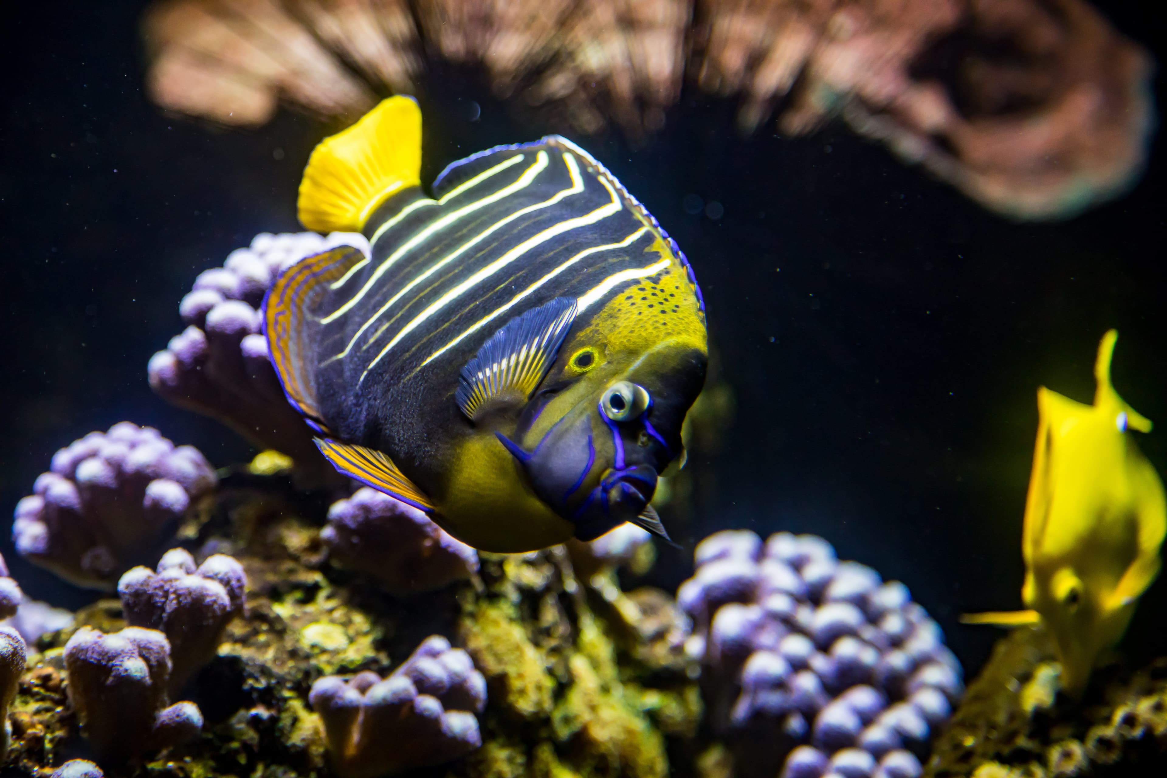 Goldtail Angelfish (Pomacanthus chrysurus)