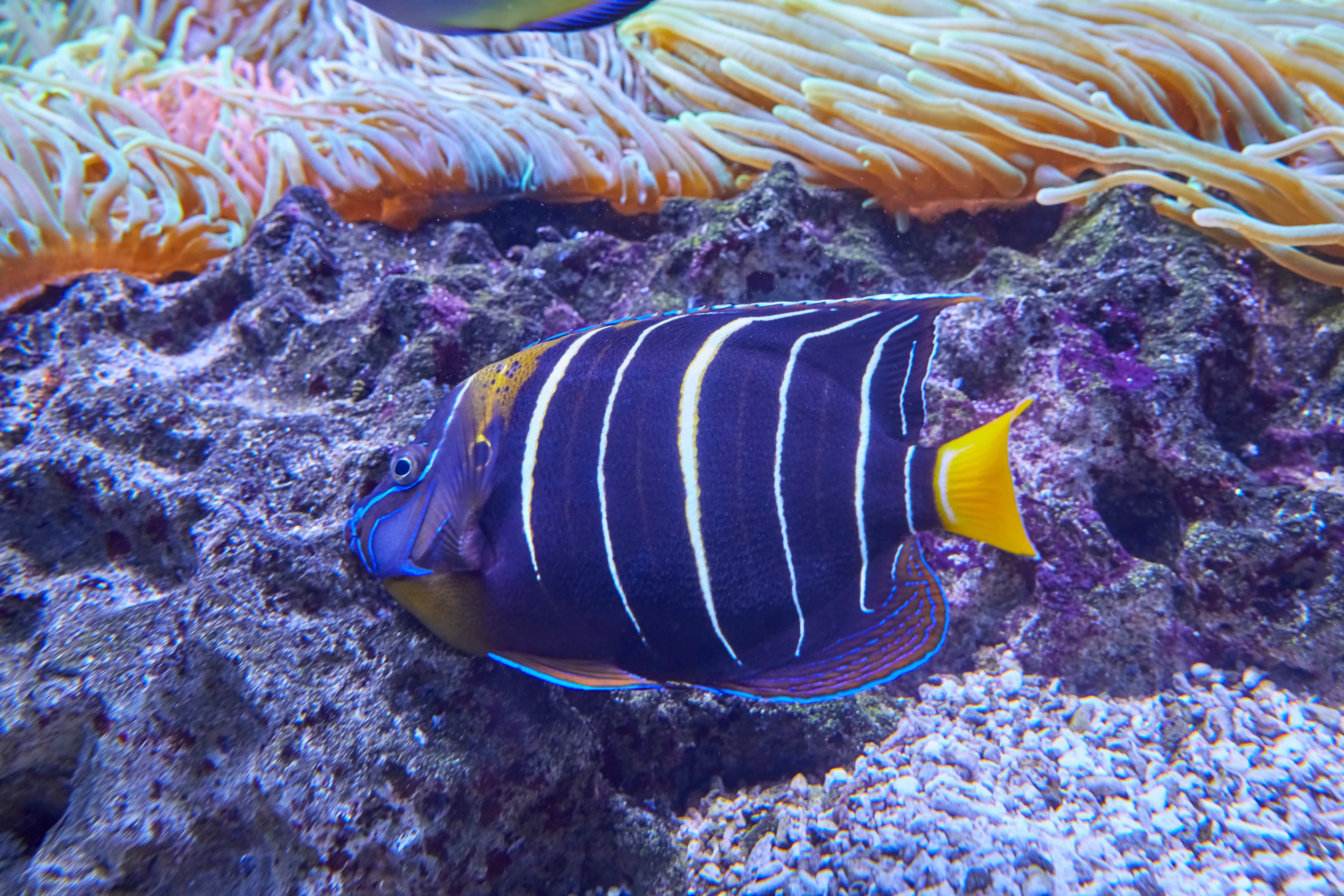 Goldtail Angelfish (Pomacanthus chrysurus)