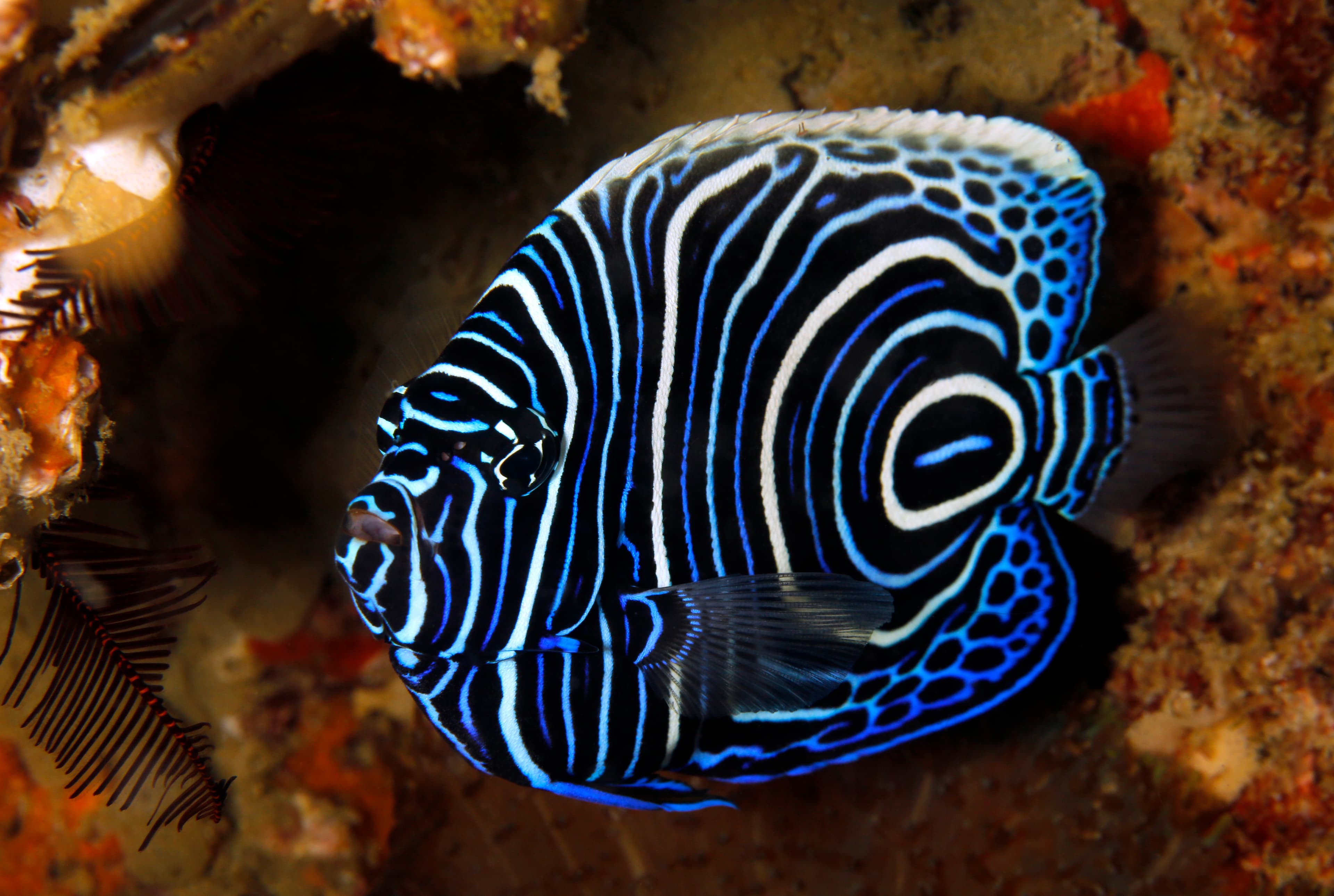 Juvenile Emperor Angelfish (Pomacanthus imperator), Tofo, Mozambique