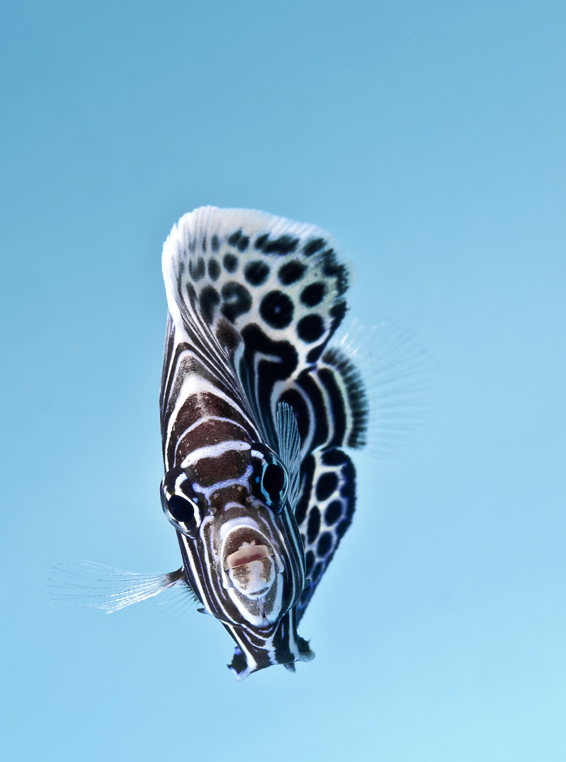 Juvenile Emperor Angelfish (Pomacanthus imperator)
