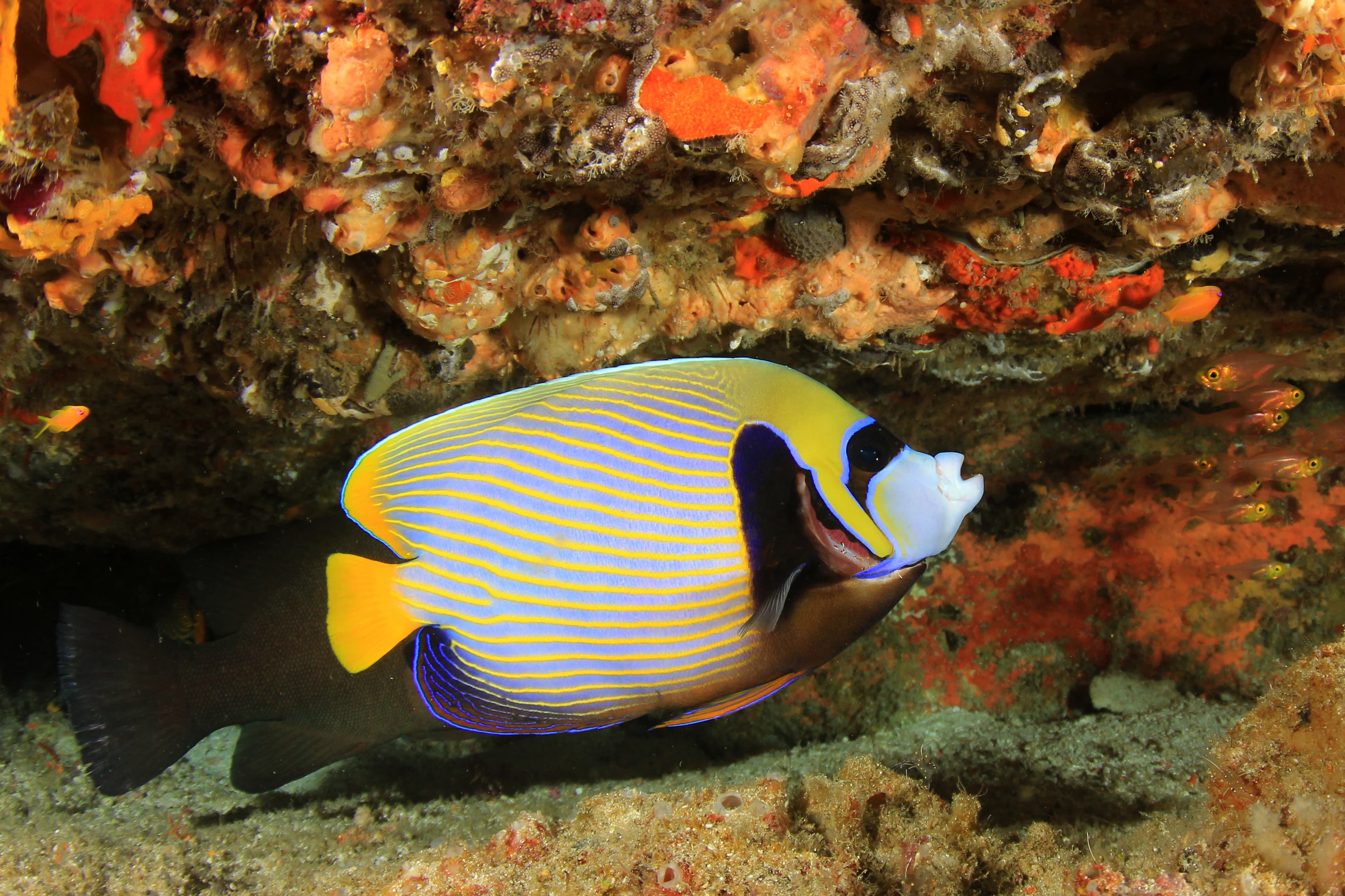 Emperor Angelfish (Pomacanthus imperator)