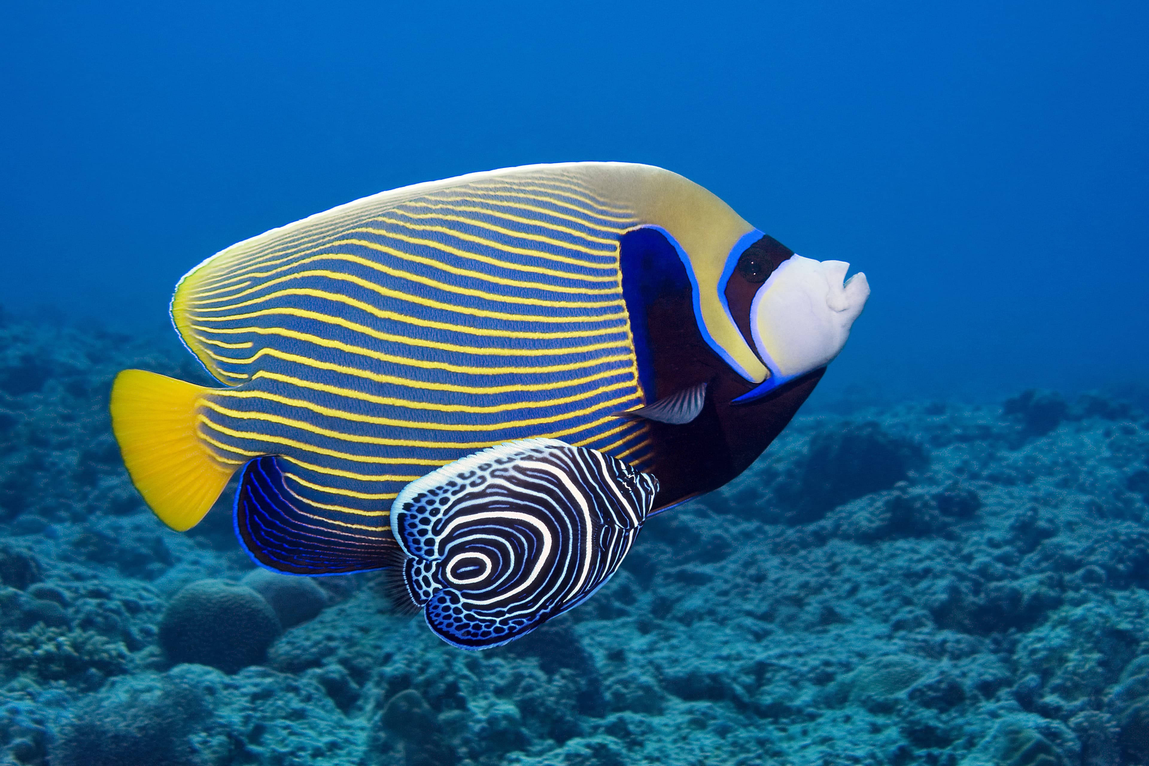 Adult & juvenile Emperor Angelfish (Pomacanthus imperator)