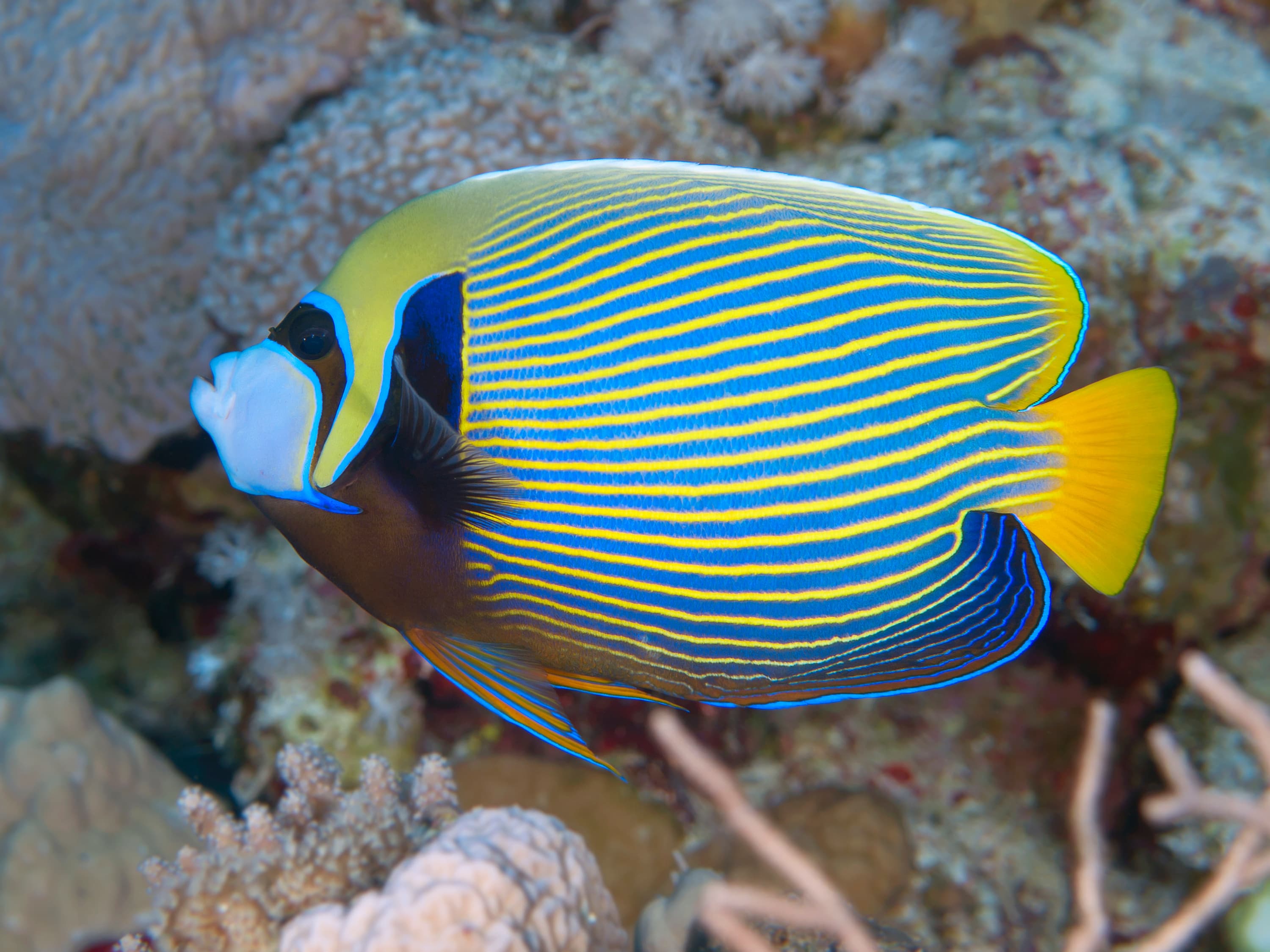 Emperor Angelfish (Pomacanthus imperator)