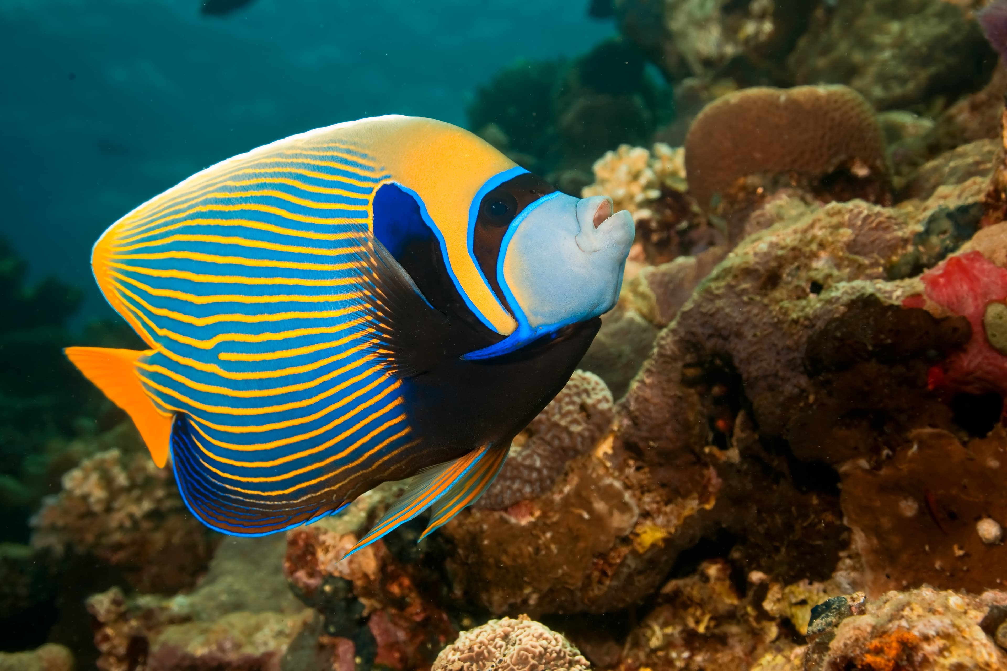 Emperor Angelfish (Pomacanthus imperator)