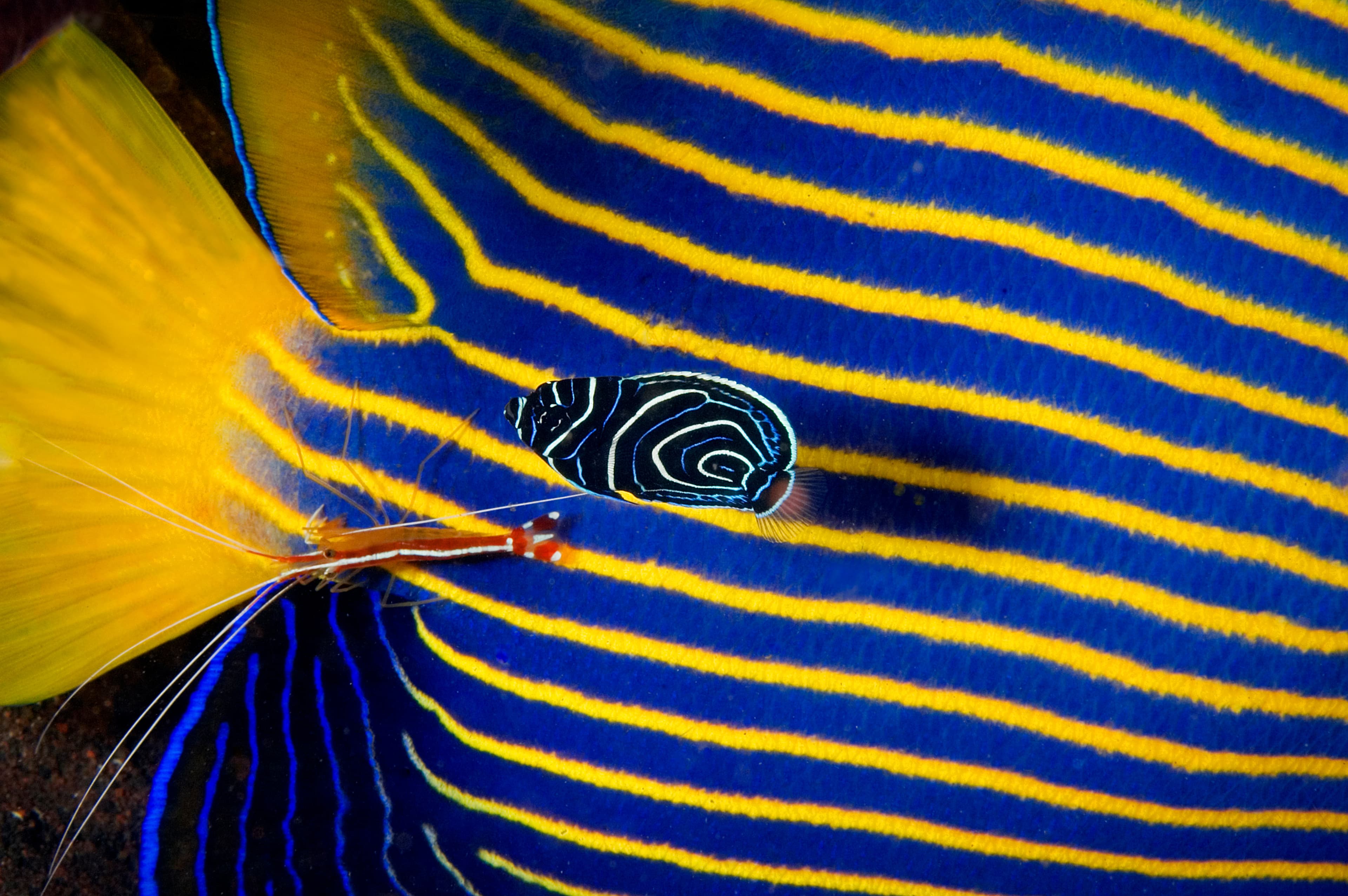 Adult Emperor Angelfish (Pomacanthus imperator) being cleaned by cleaner shrimp and a juvenile Emperor Angelfish swimming close by. Bali, Indonesia