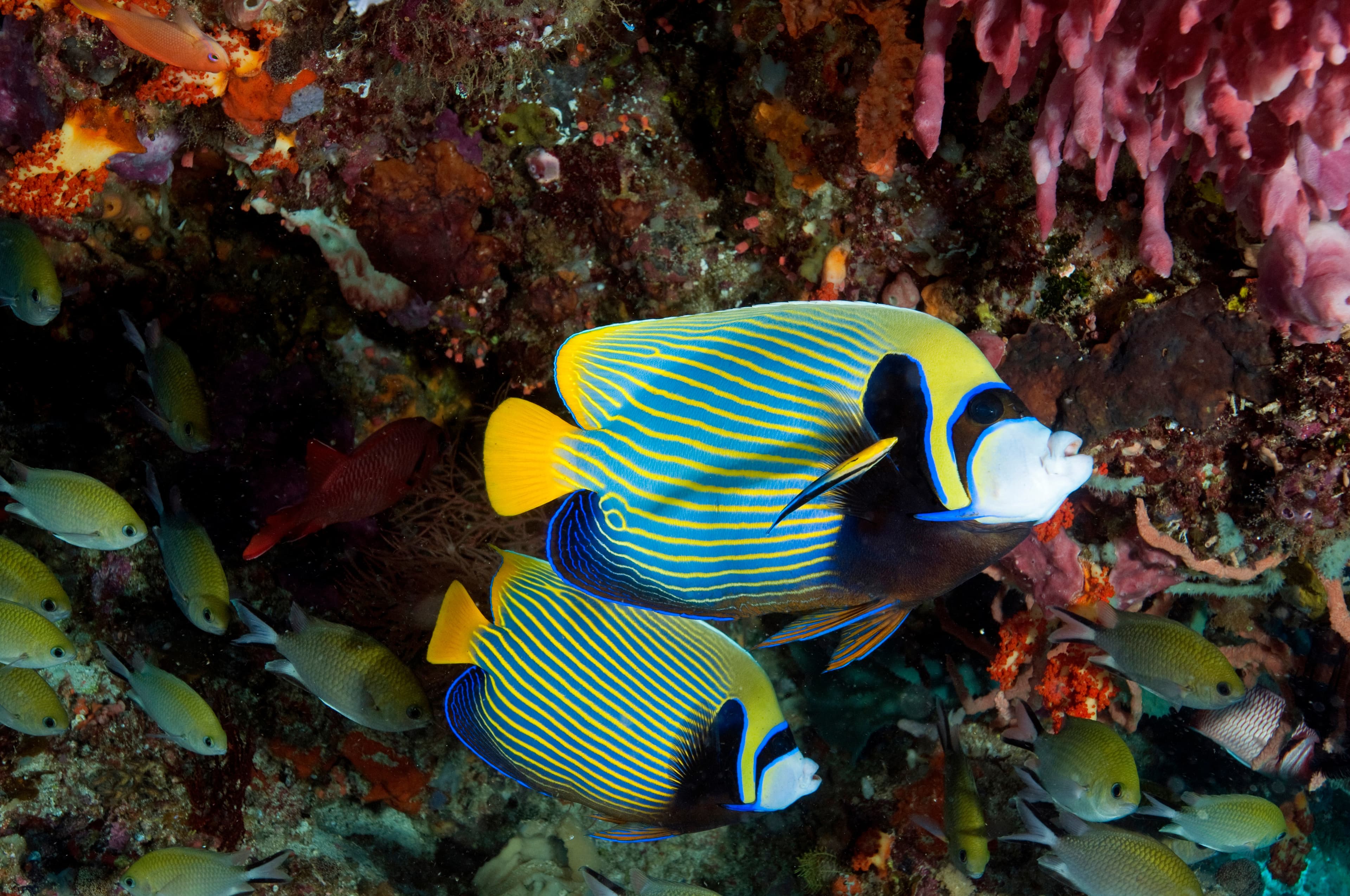 Two Emperor Angelfish (Pomacanthus imperator), Komodo National Park, Indonesia