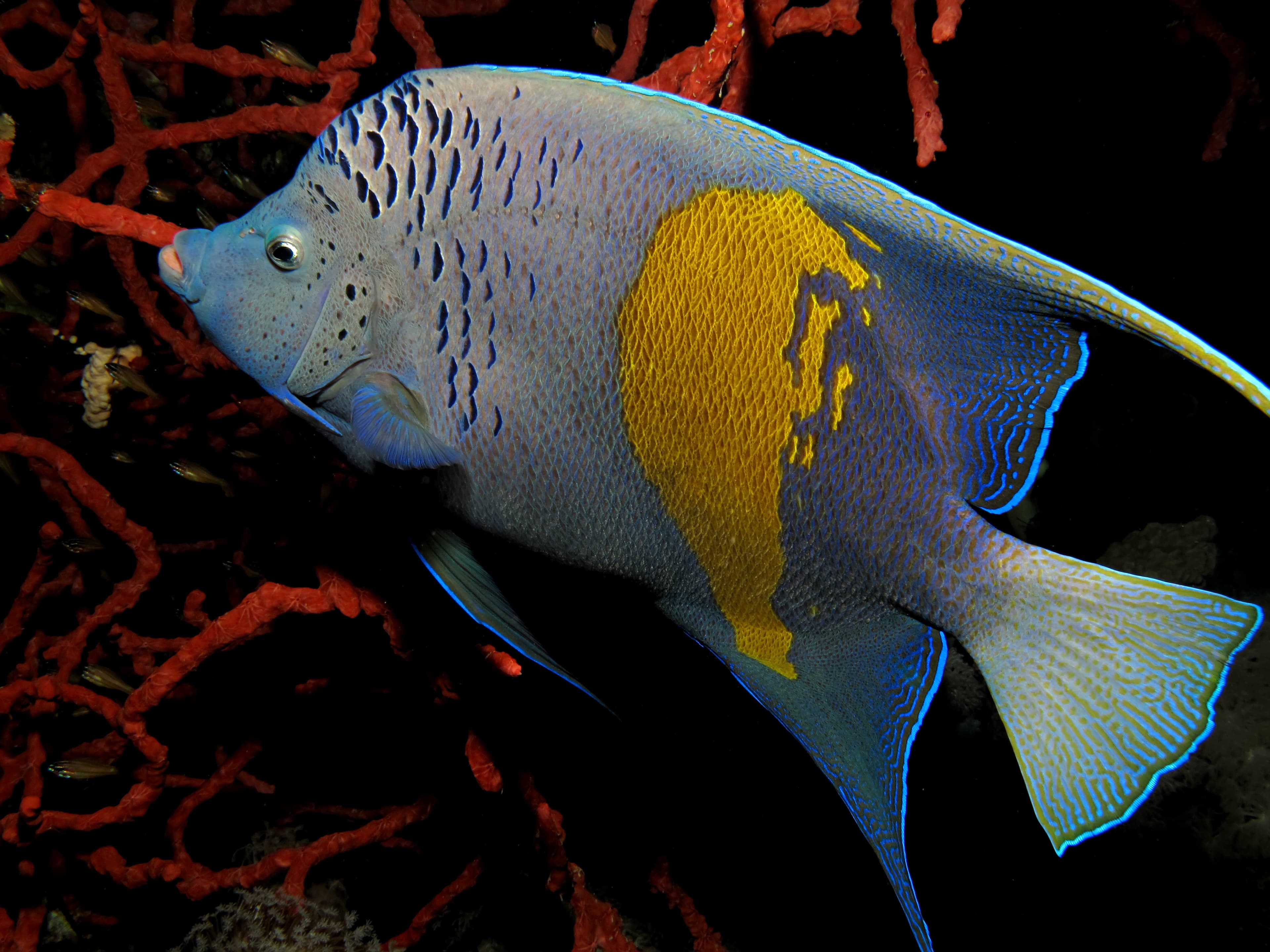 Yellowbar Angelfish (Pomacanthus maculosus)