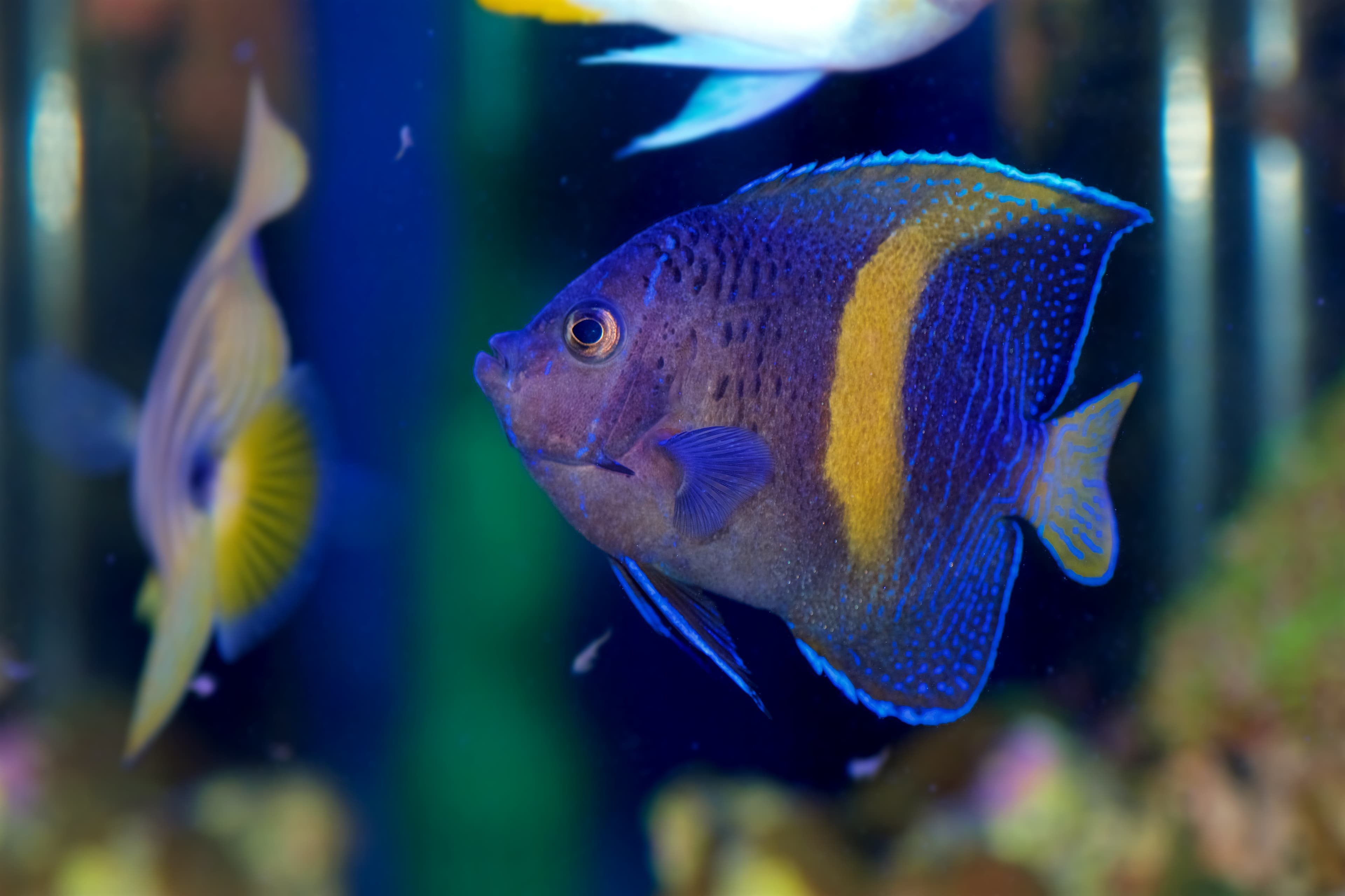 Yellowbar Angelfish (Pomacanthus maculosus) juvenile