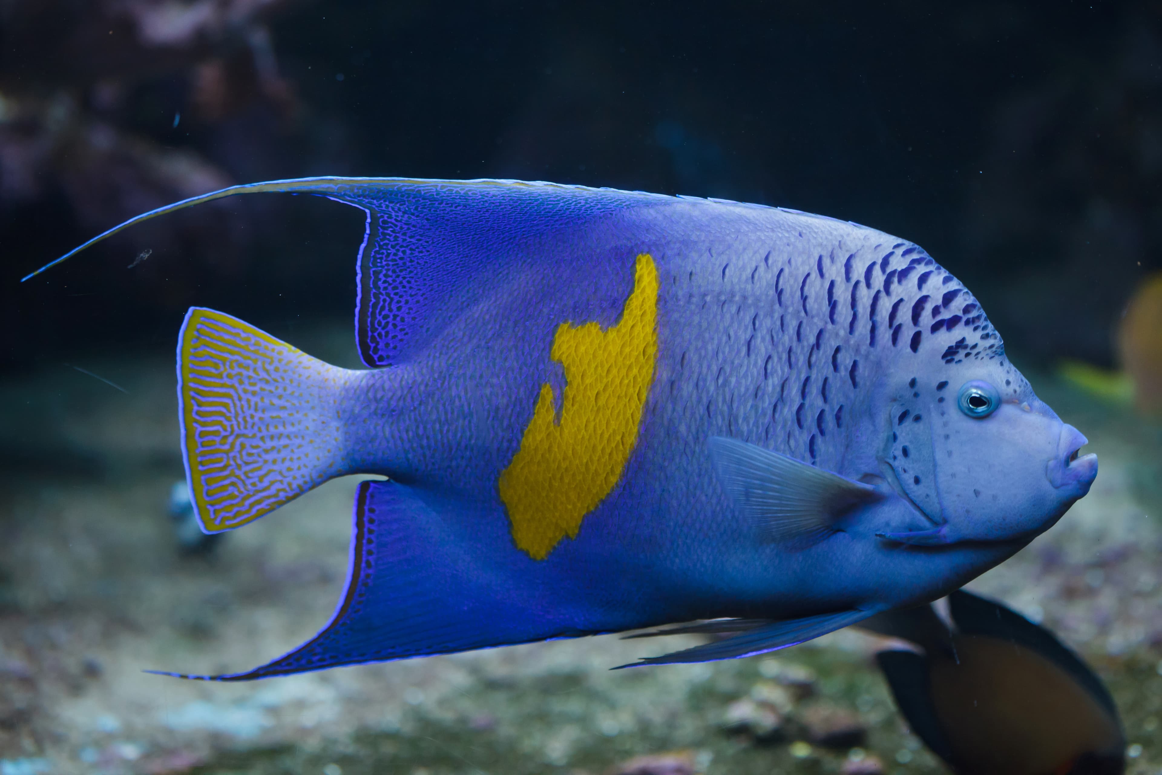 Yellowbar Angelfish (Pomacanthus maculosus)