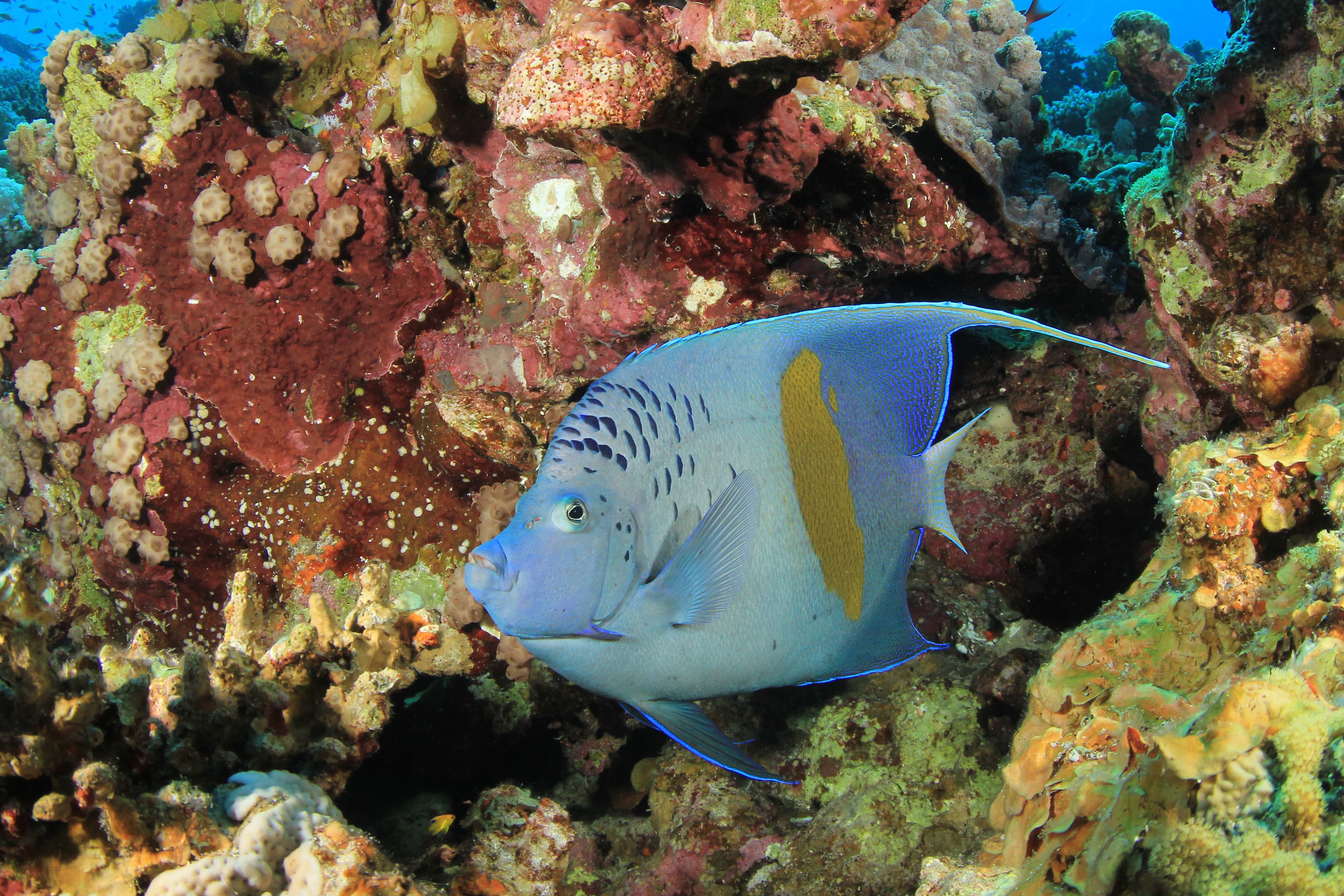 Yellowbar Angelfish (Pomacanthus maculosus)