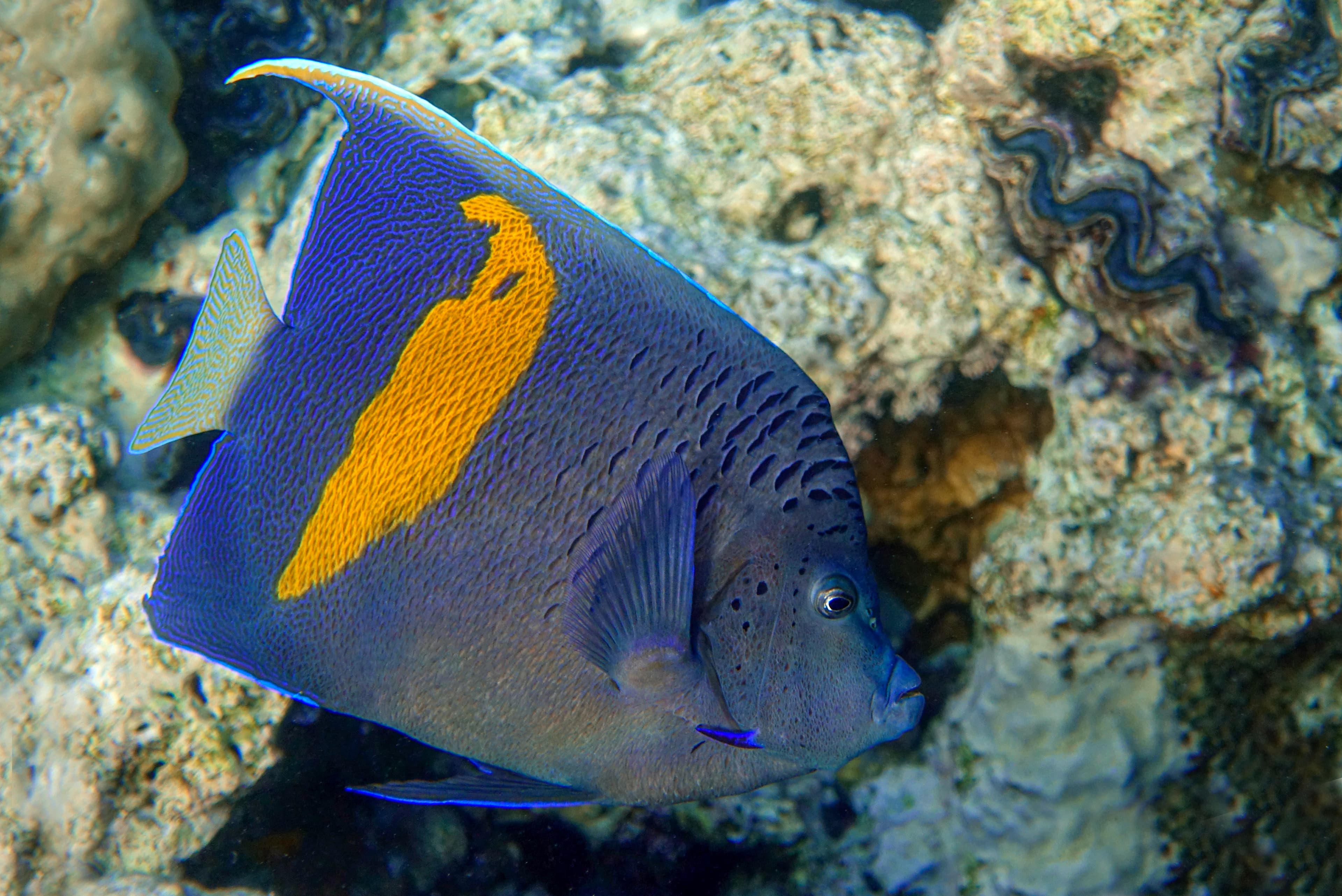 Yellowbar Angelfish (Pomacanthus maculosus), Red Sea, Egypt