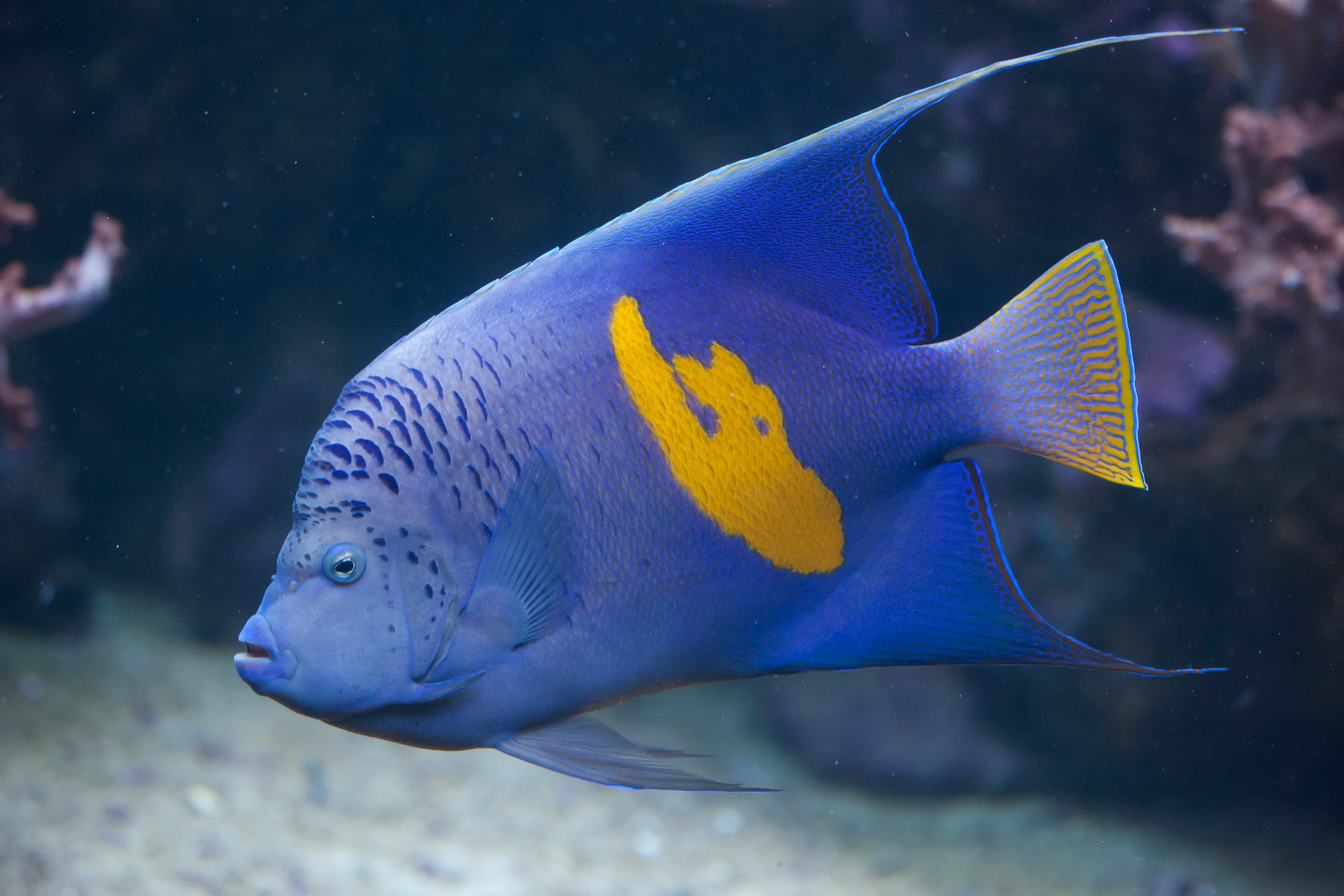 Yellowbar Angelfish (Pomacanthus maculosus)