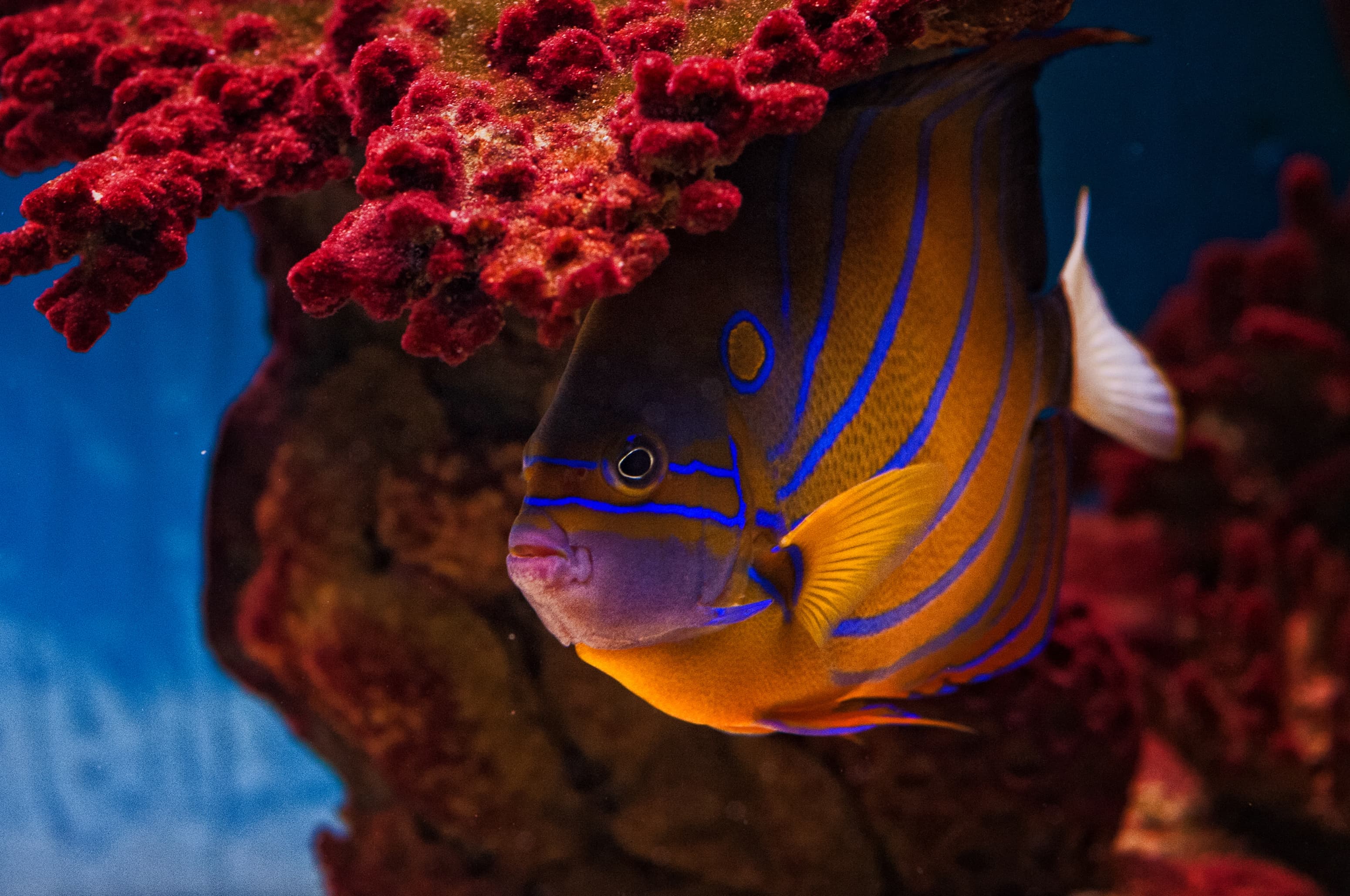 Blue Ring Angelfish (Pomacanthus annularis)