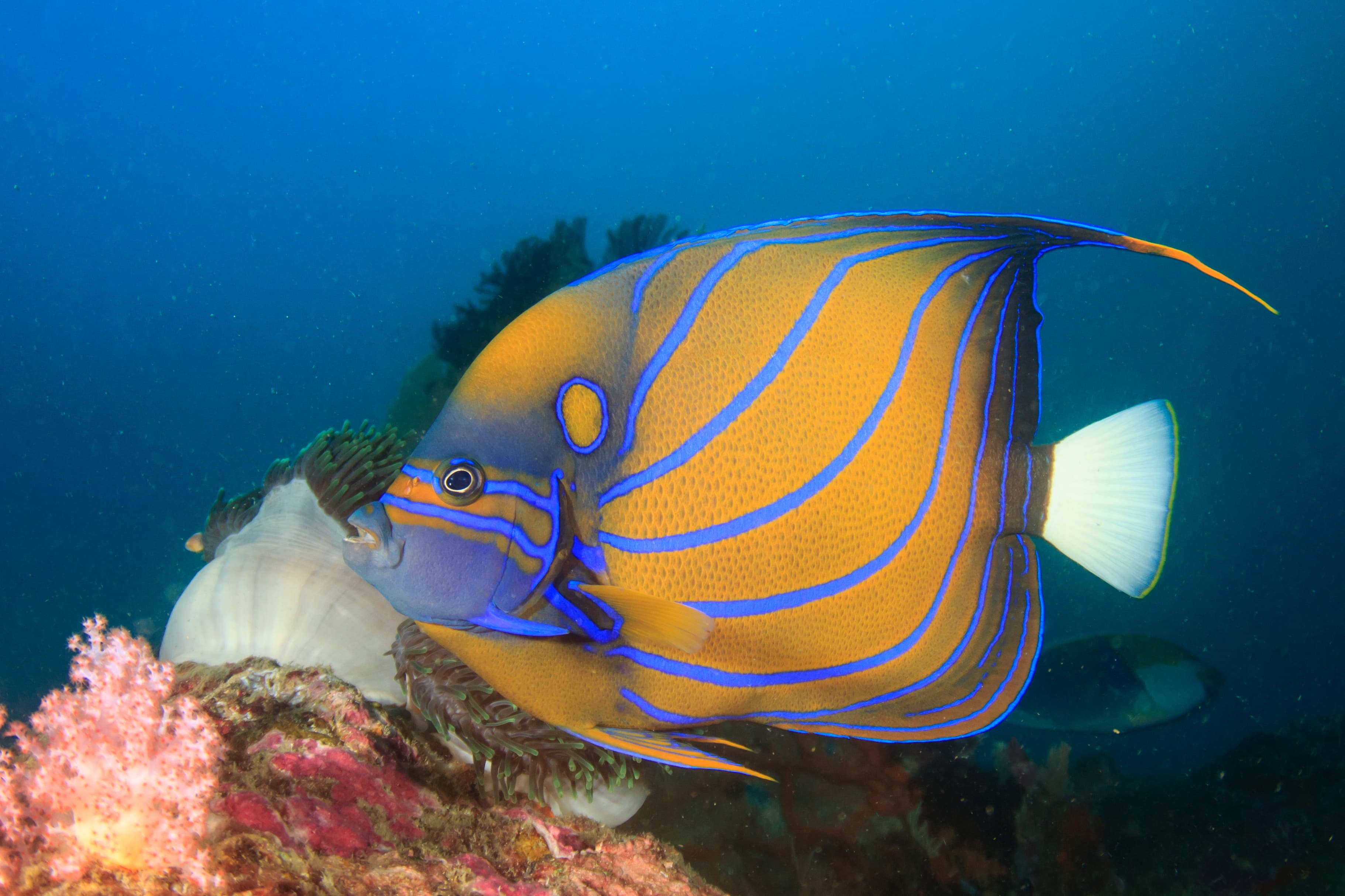 Blue Ring Angelfish (Pomacanthus annularis)