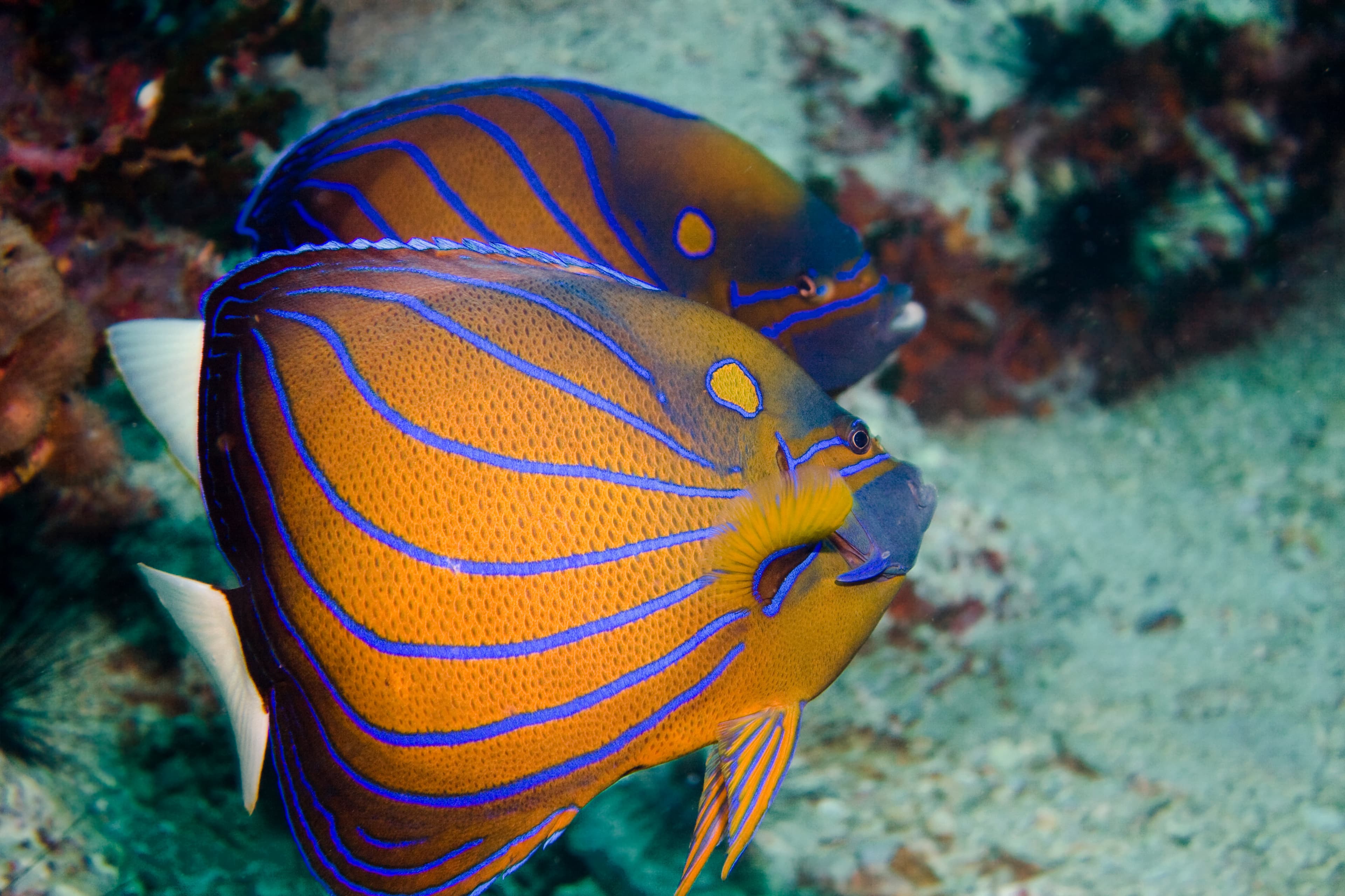 Couple of Blue Ring Angelfish (Pomacanthus annularis)