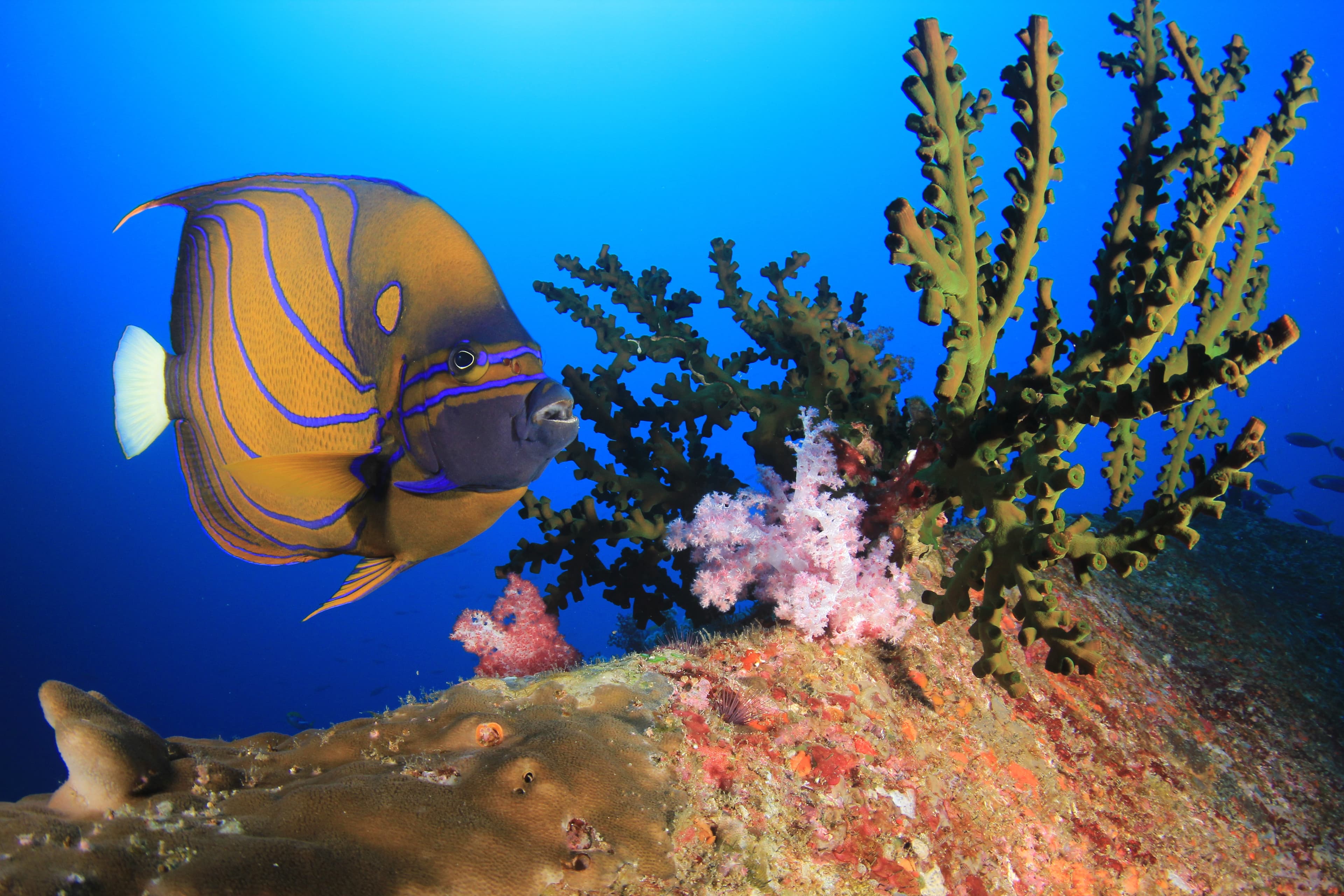 Blue Ring Angelfish (Pomacanthus annularis) on coral reef in Thailand