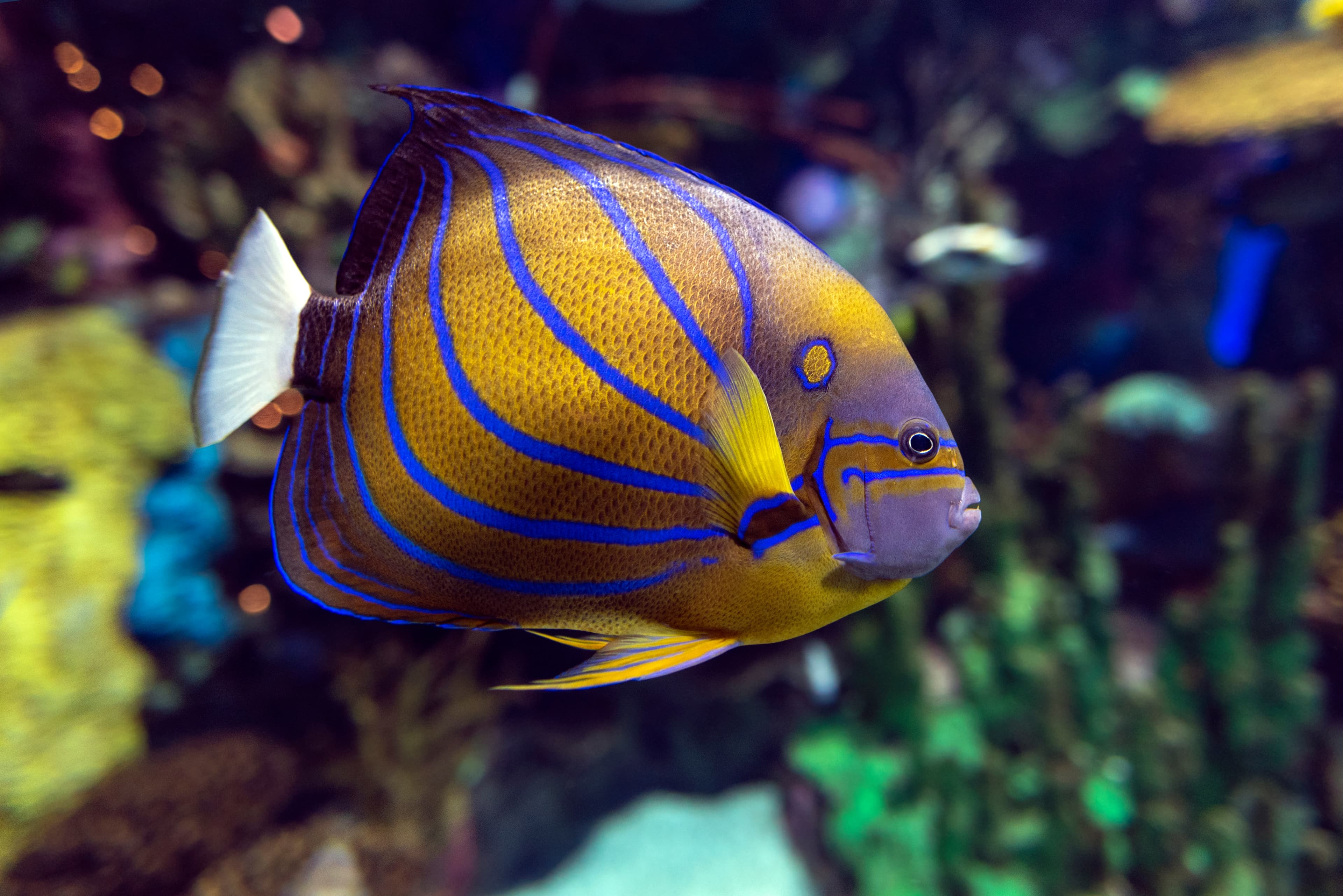 Blue Ring Angelfish (Pomacanthus annularis)