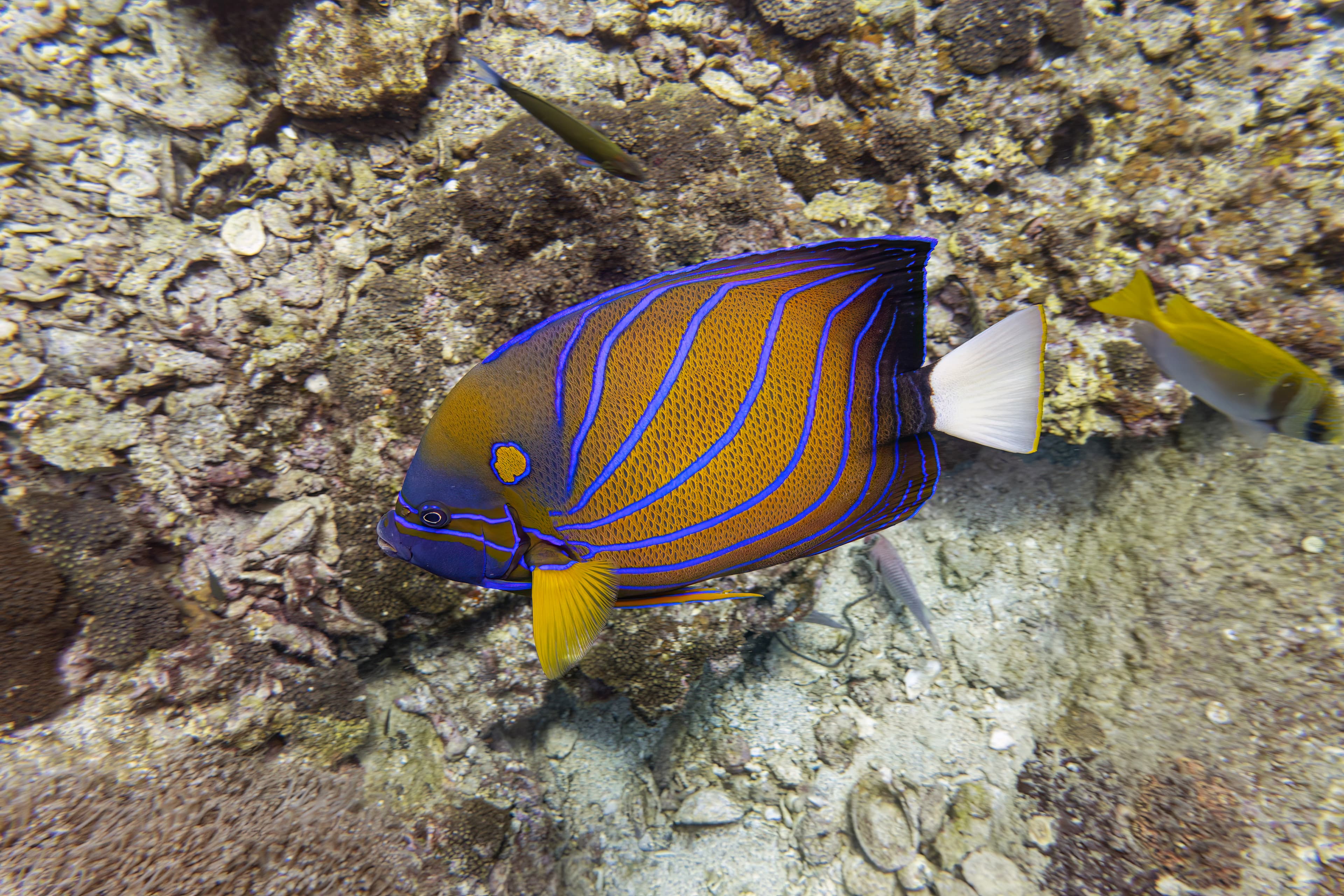 Blue Ring Angelfish (Pomacanthus annularis)