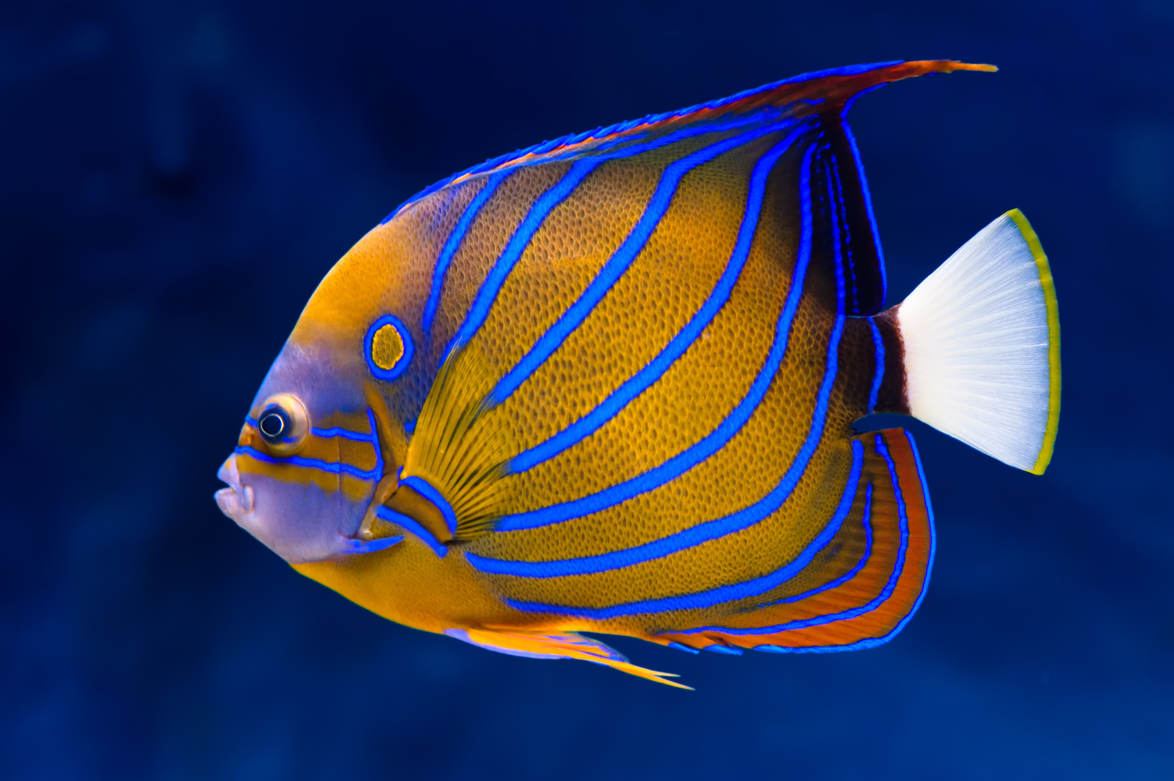 Blue Ring Angelfish (Pomacanthus annularis)