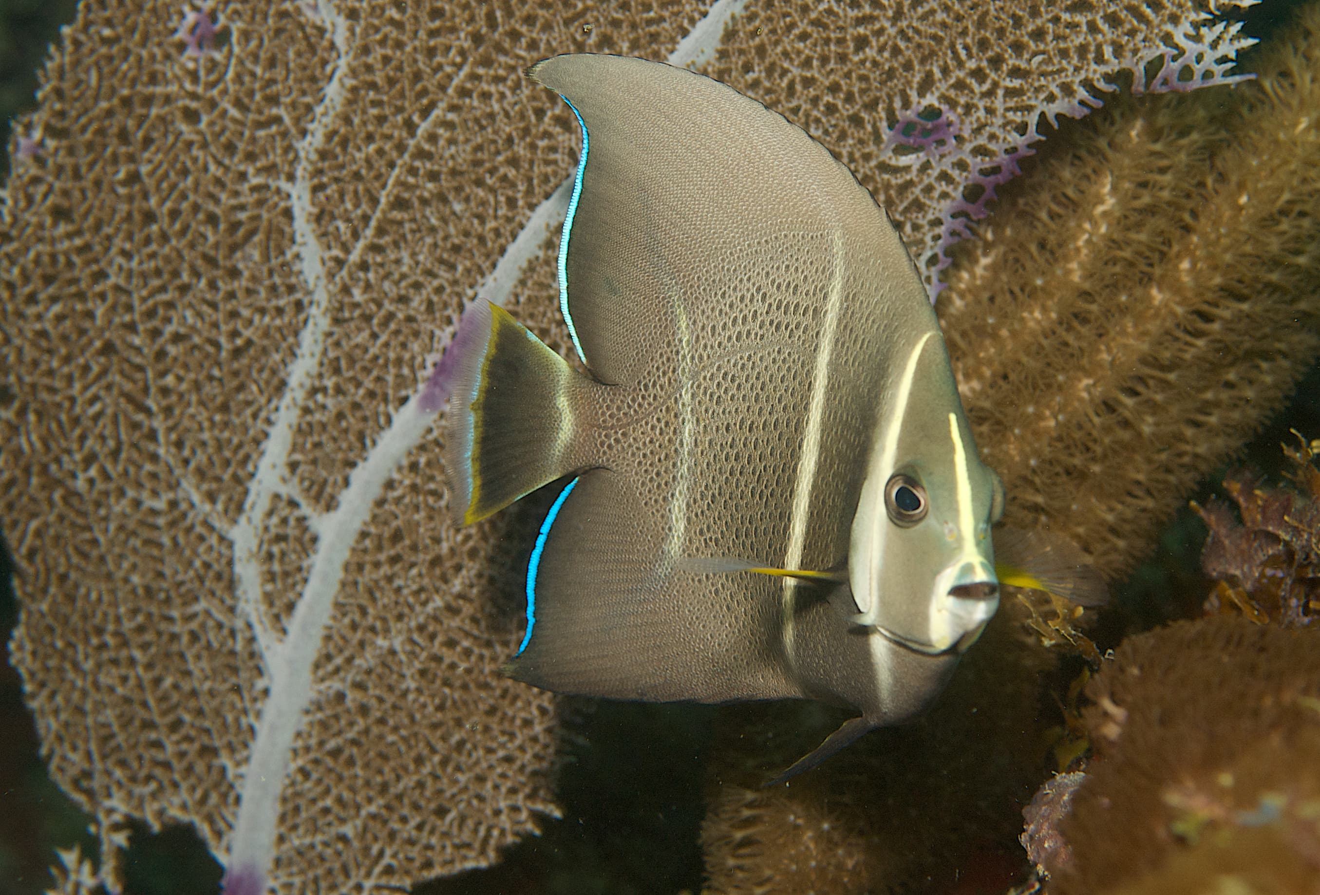 Juvenile Gray Angelfish (Pomacanthus arcuatus), South East Florida