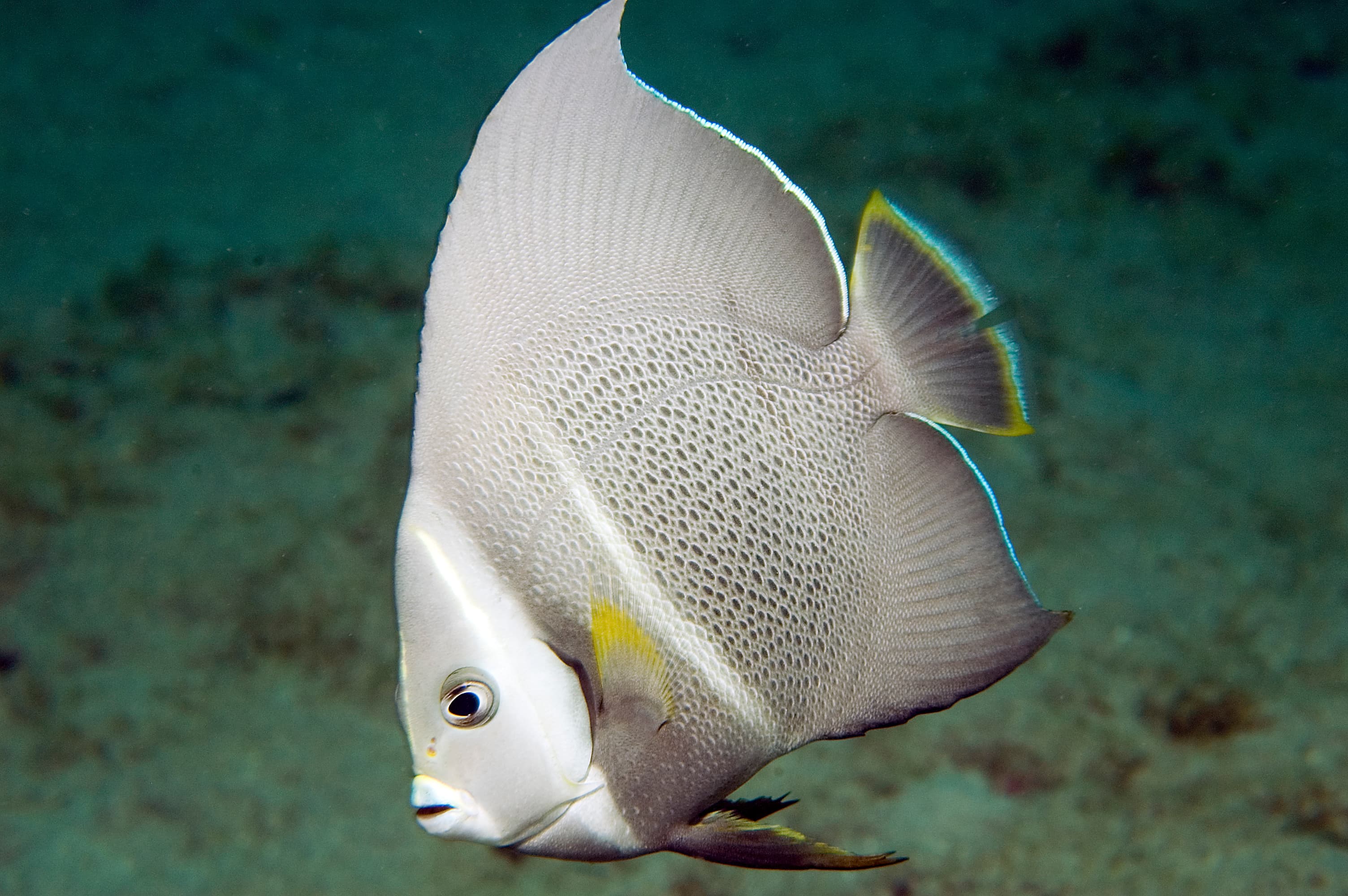 Juvenile Gray Angelfish (Pomacanthus arcuatus)