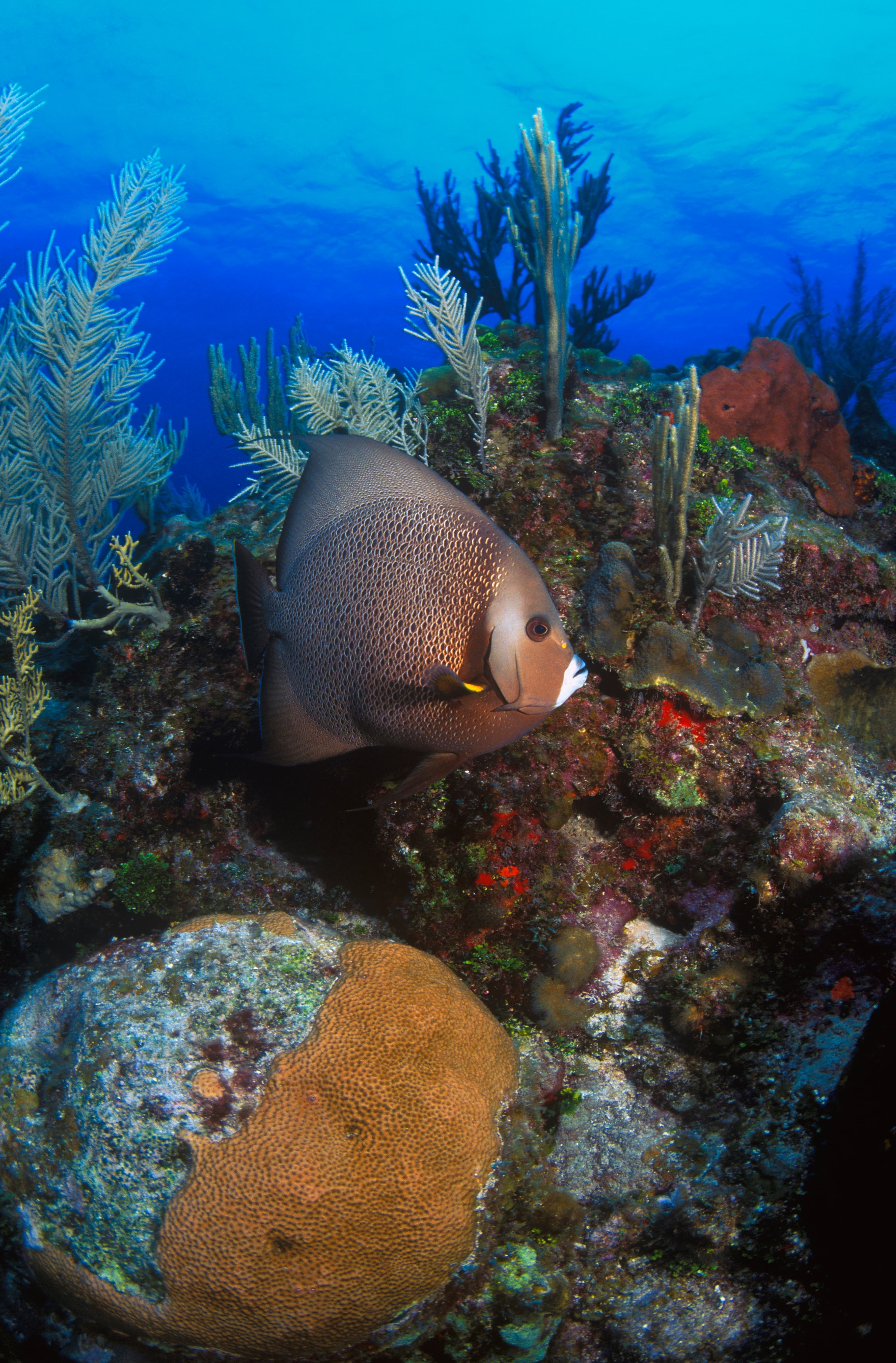 Gray Angelfish (Pomacanthus arcuatus) on a reef