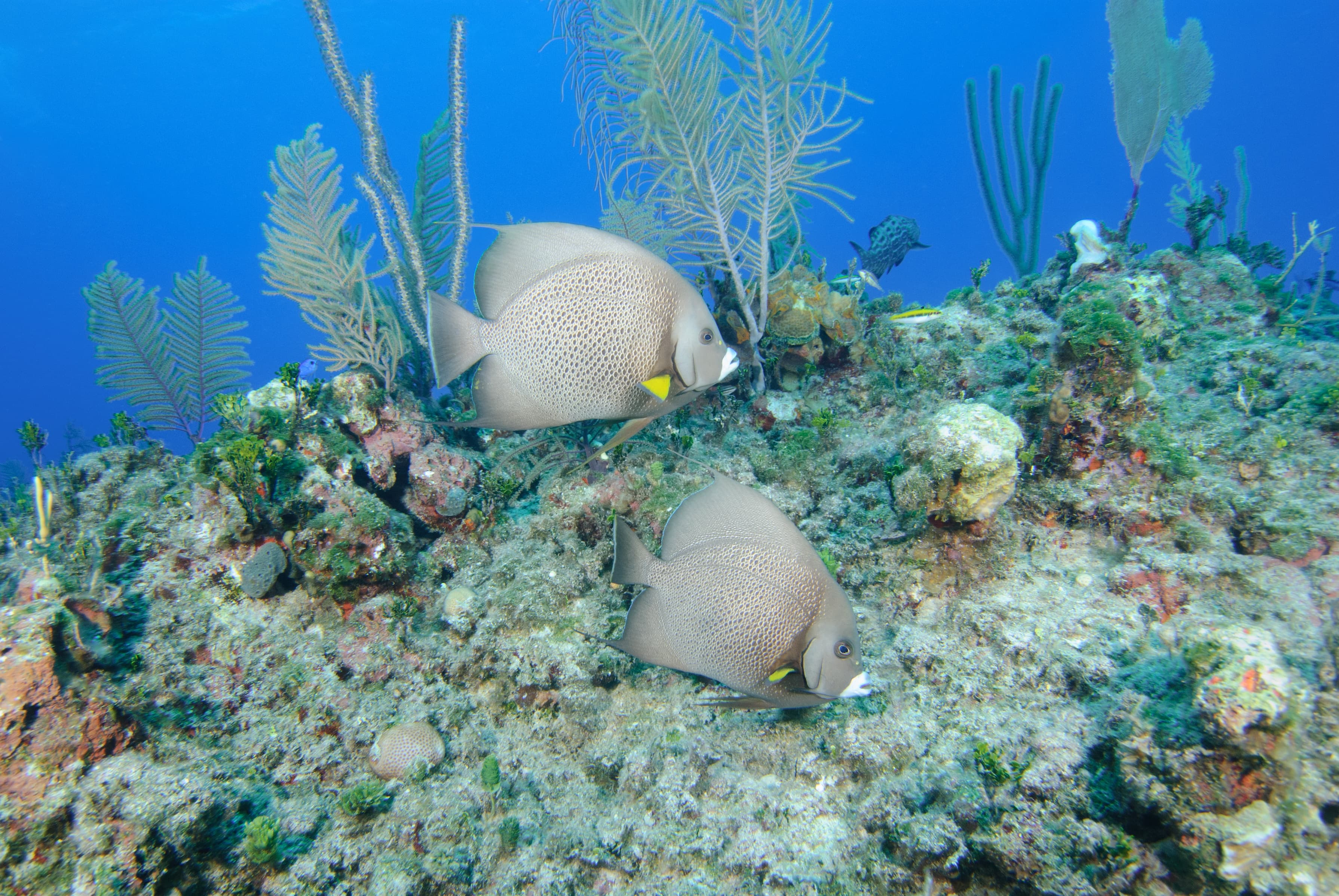 A pair of Gray Angelfish (Pomacanthus arcuatus) on Caribbean reef