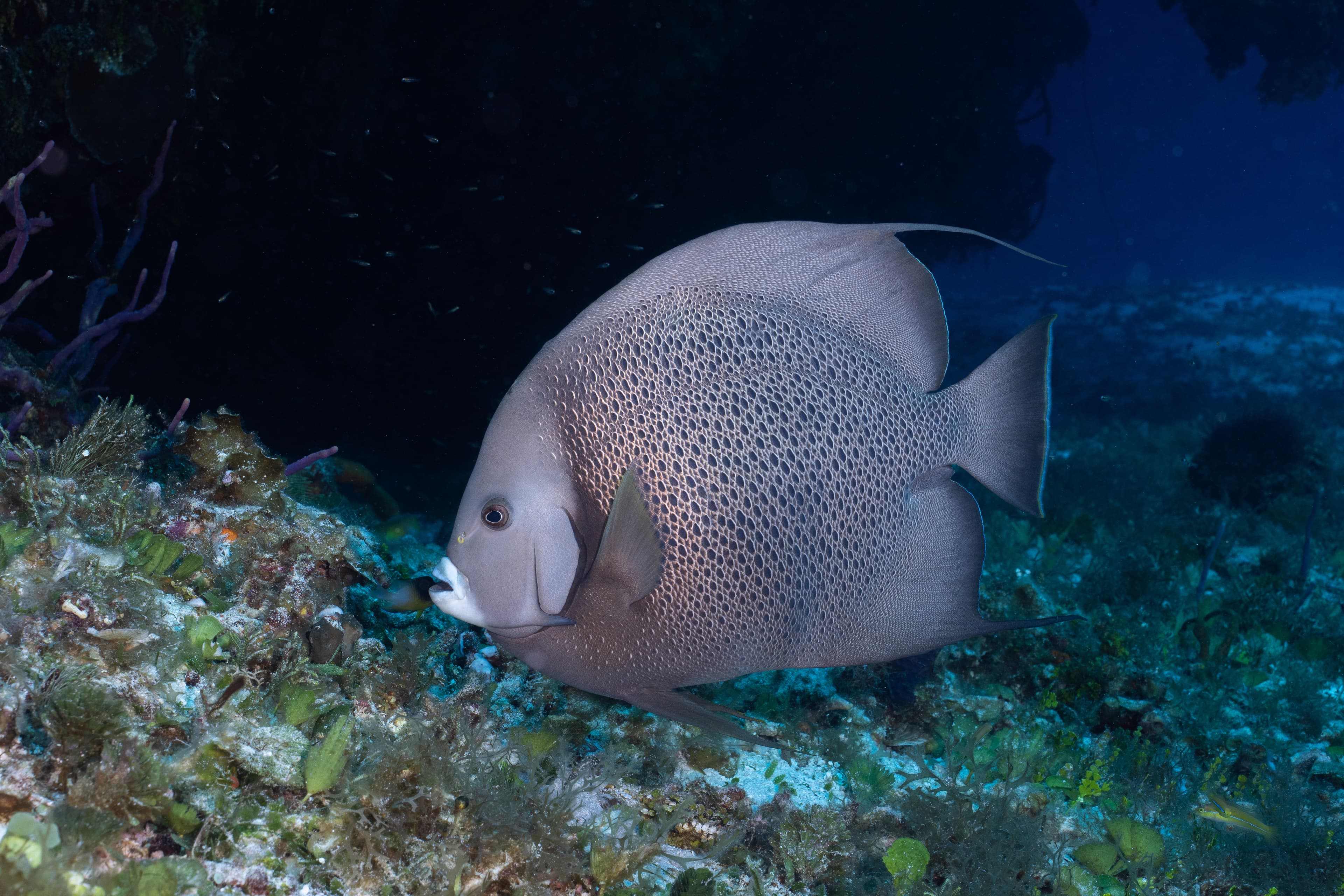 Gray Angelfish (Pomacanthus arcuatus)