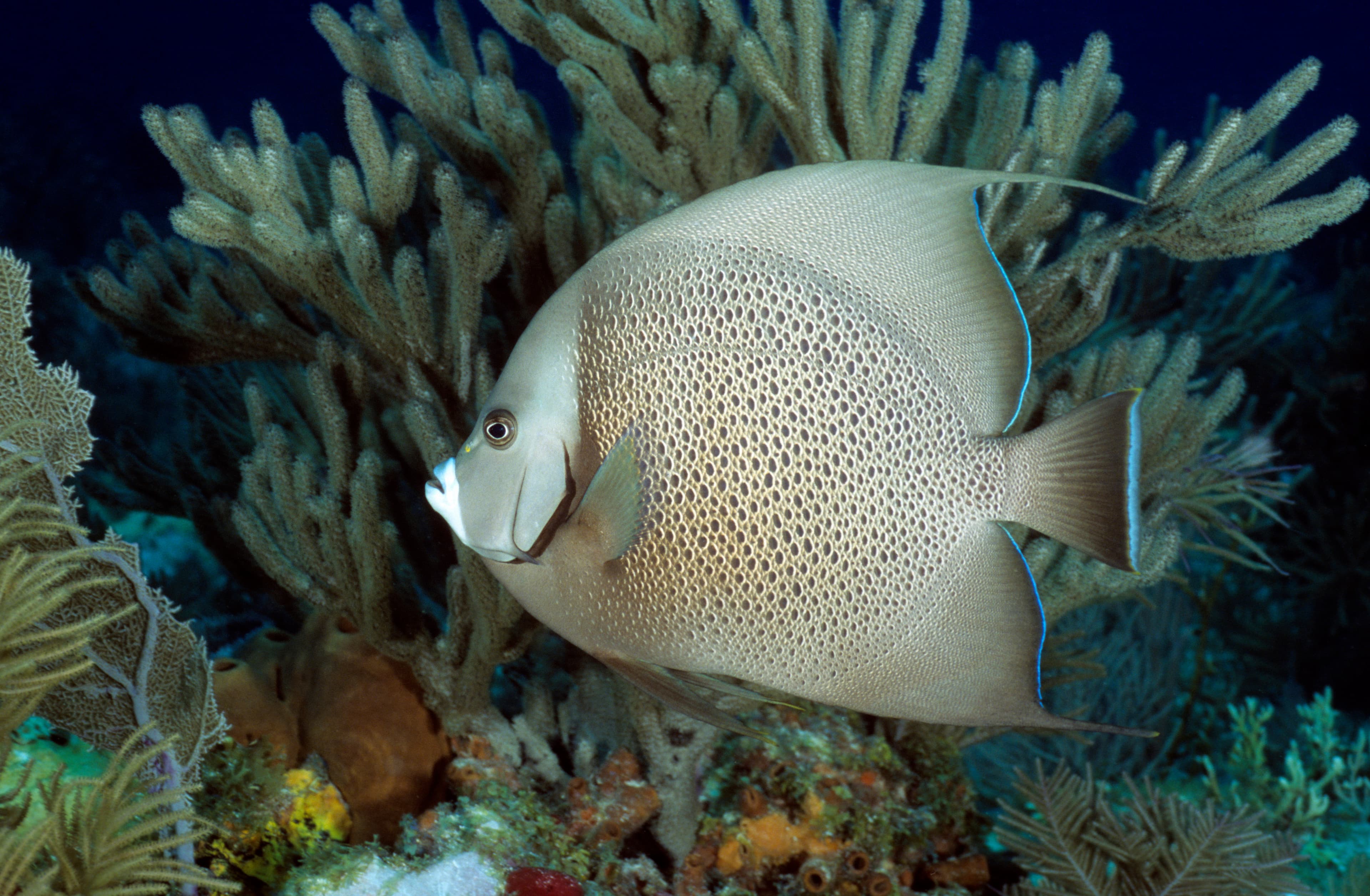 Gray Angelfish (Pomacanthus arcuatus), Caribbean