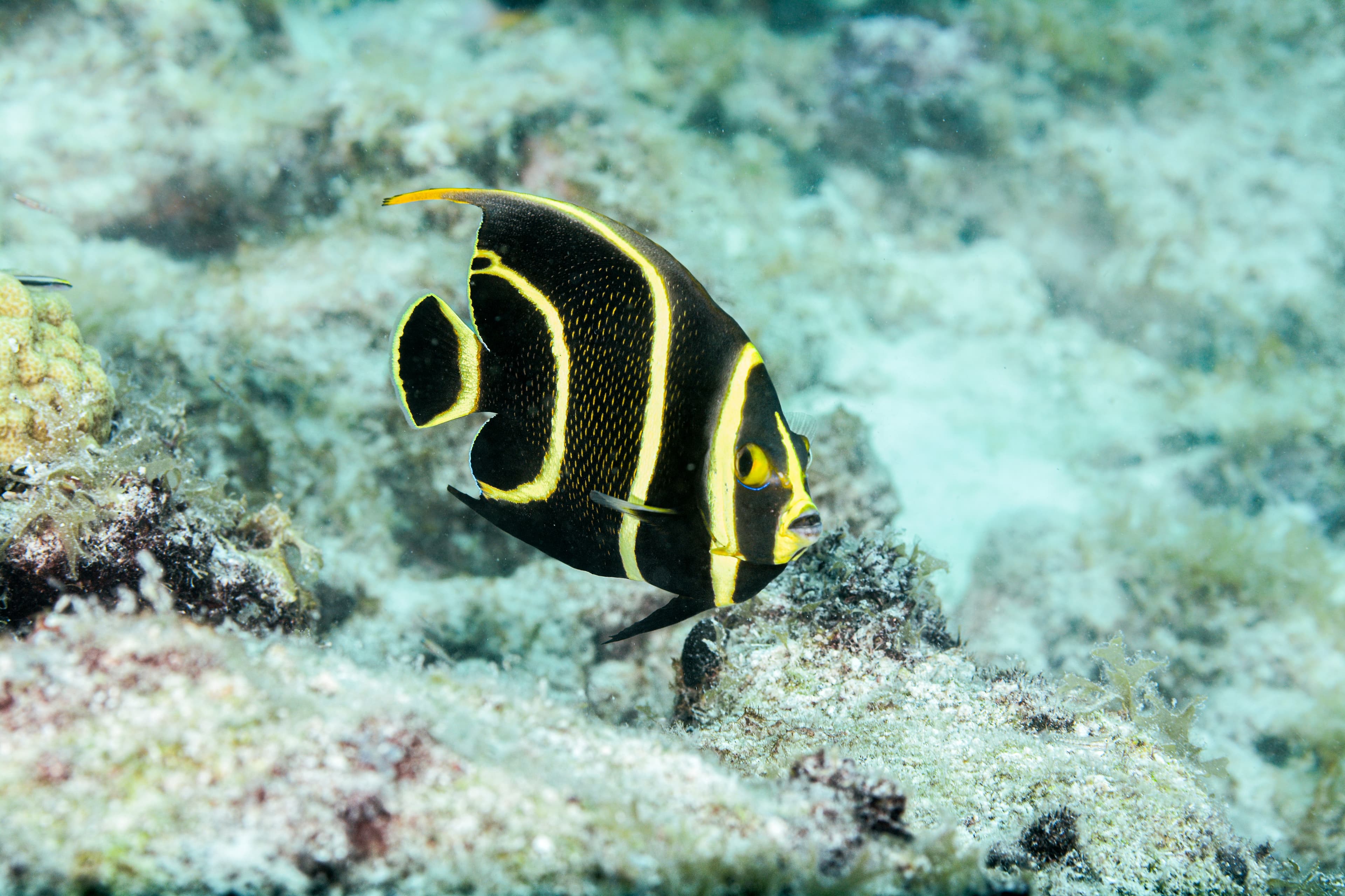 Juvenile Gray Angelfish (Pomacanthus arcuatus)