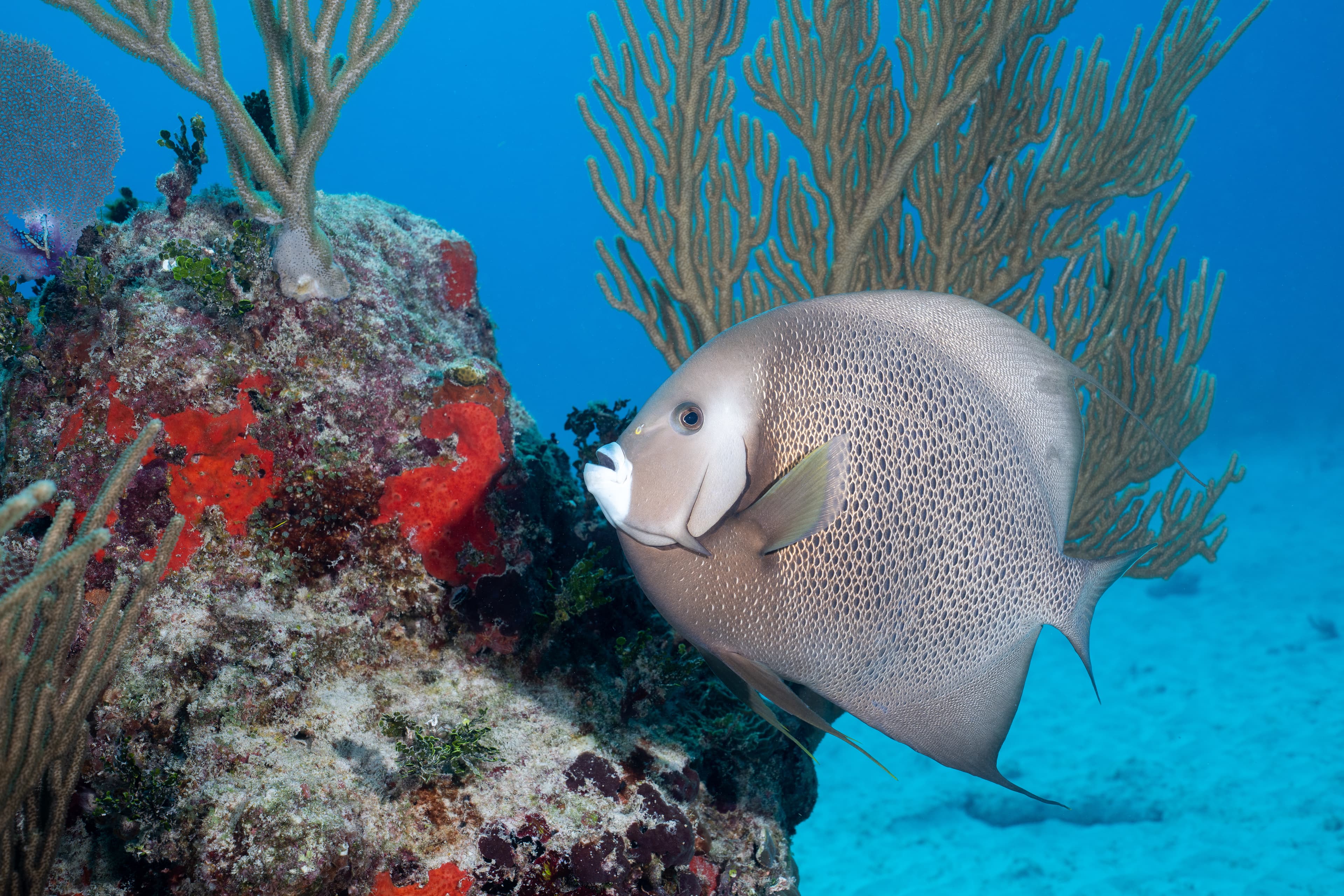 Gray Angelfish (Pomacanthus arcuatus) on a reef