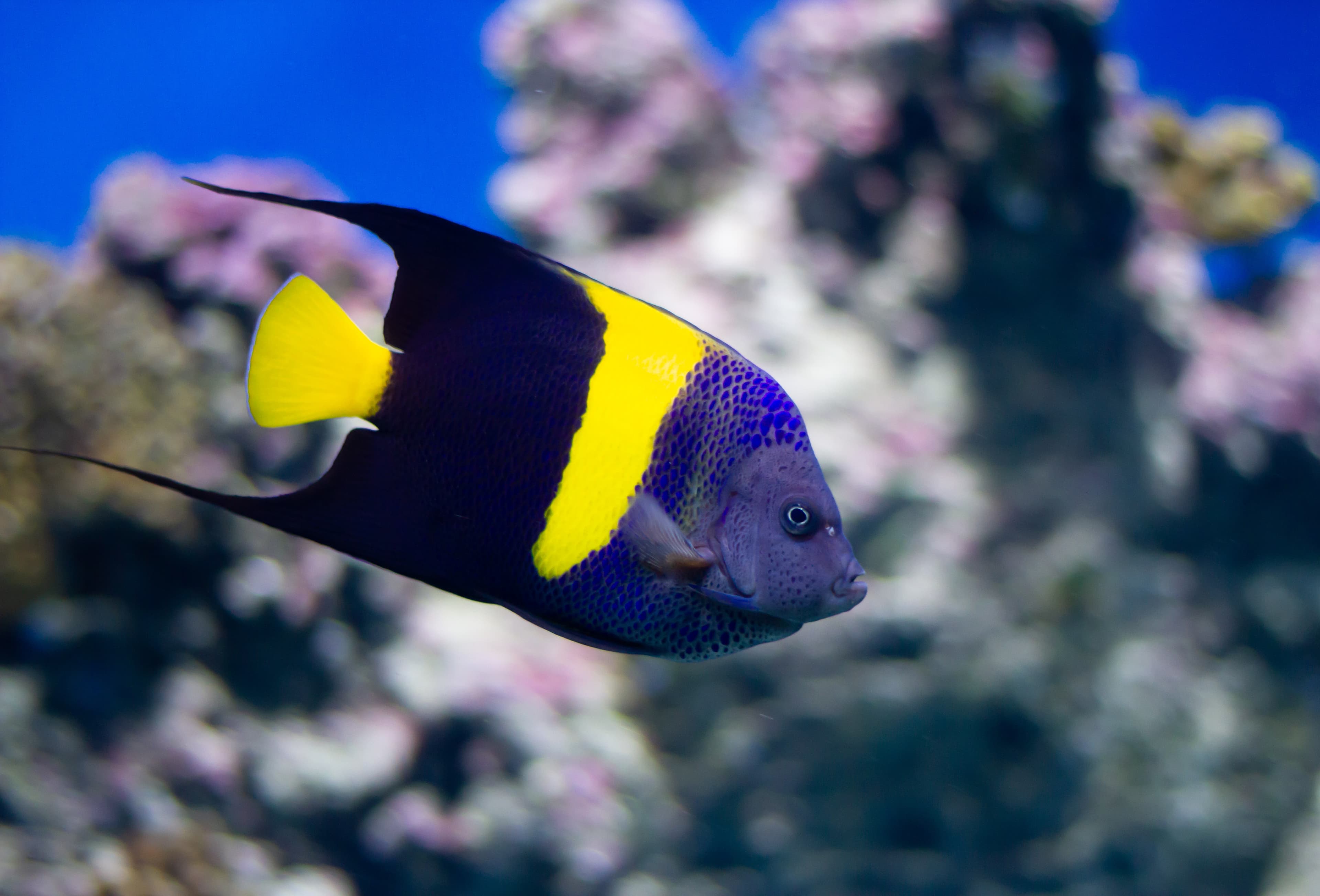 Arabian Angelfish (Pomacanthus asfur)