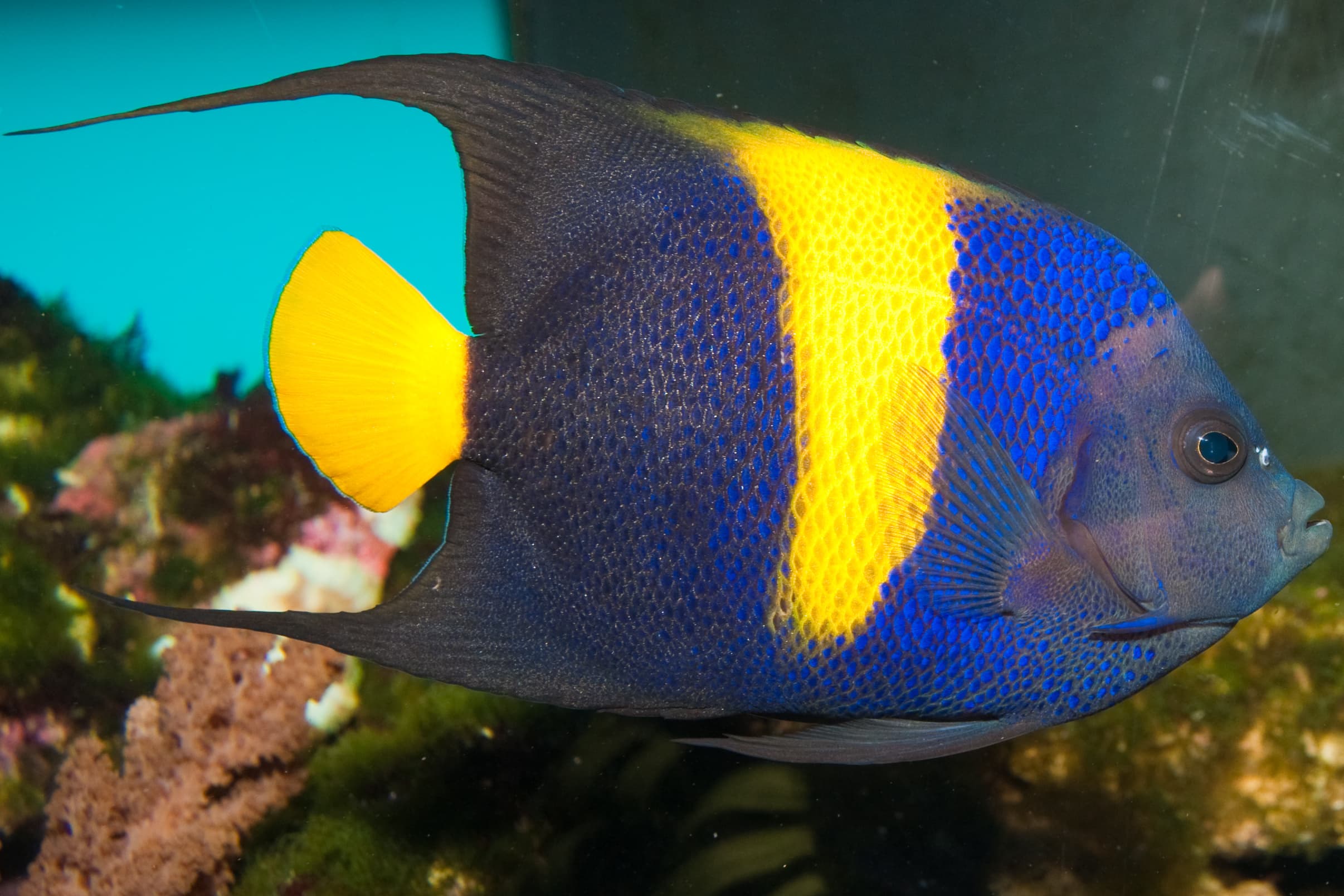 Arabian Angelfish (Pomacanthus asfur)