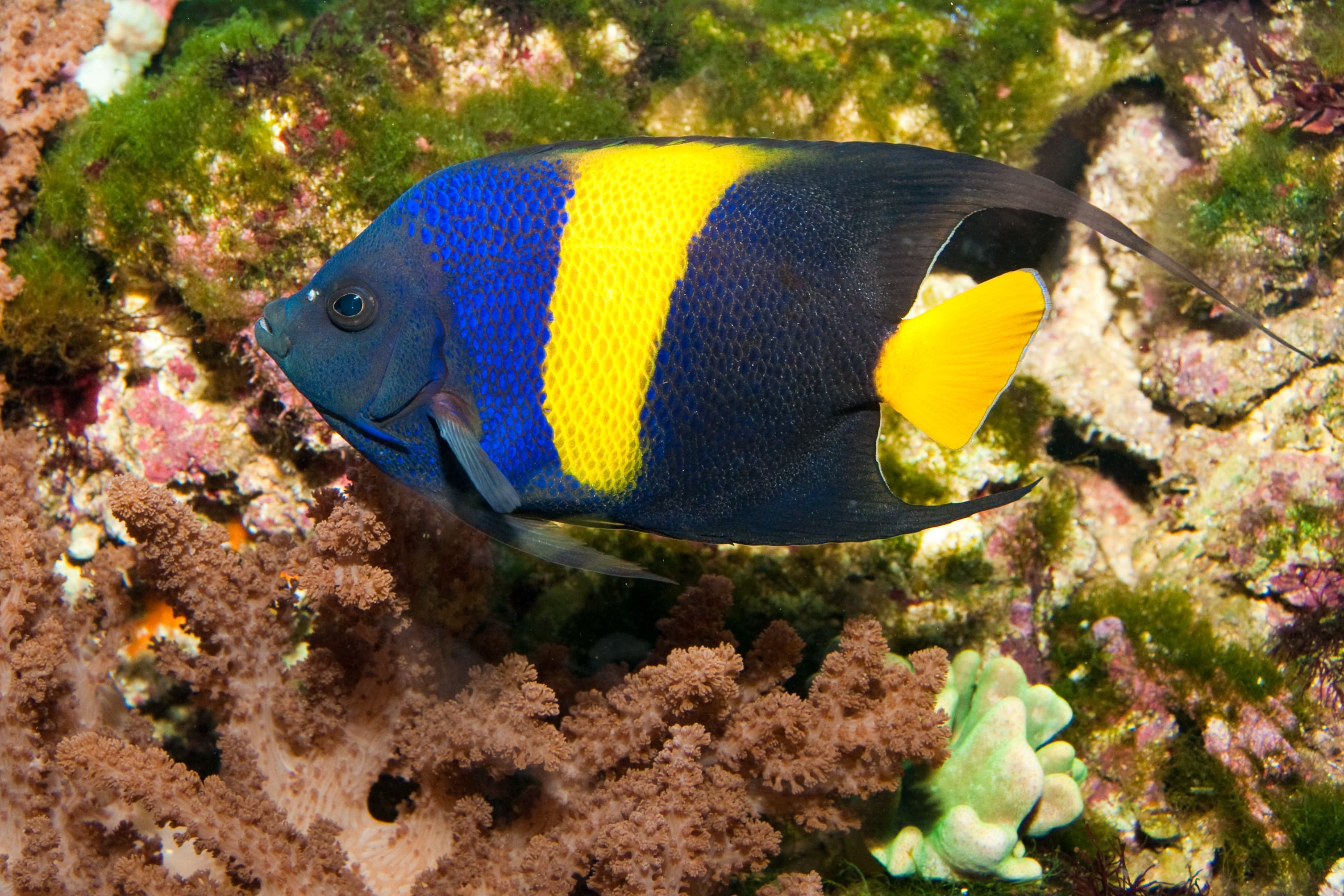 Arabian Angelfish (Pomacanthus asfur)