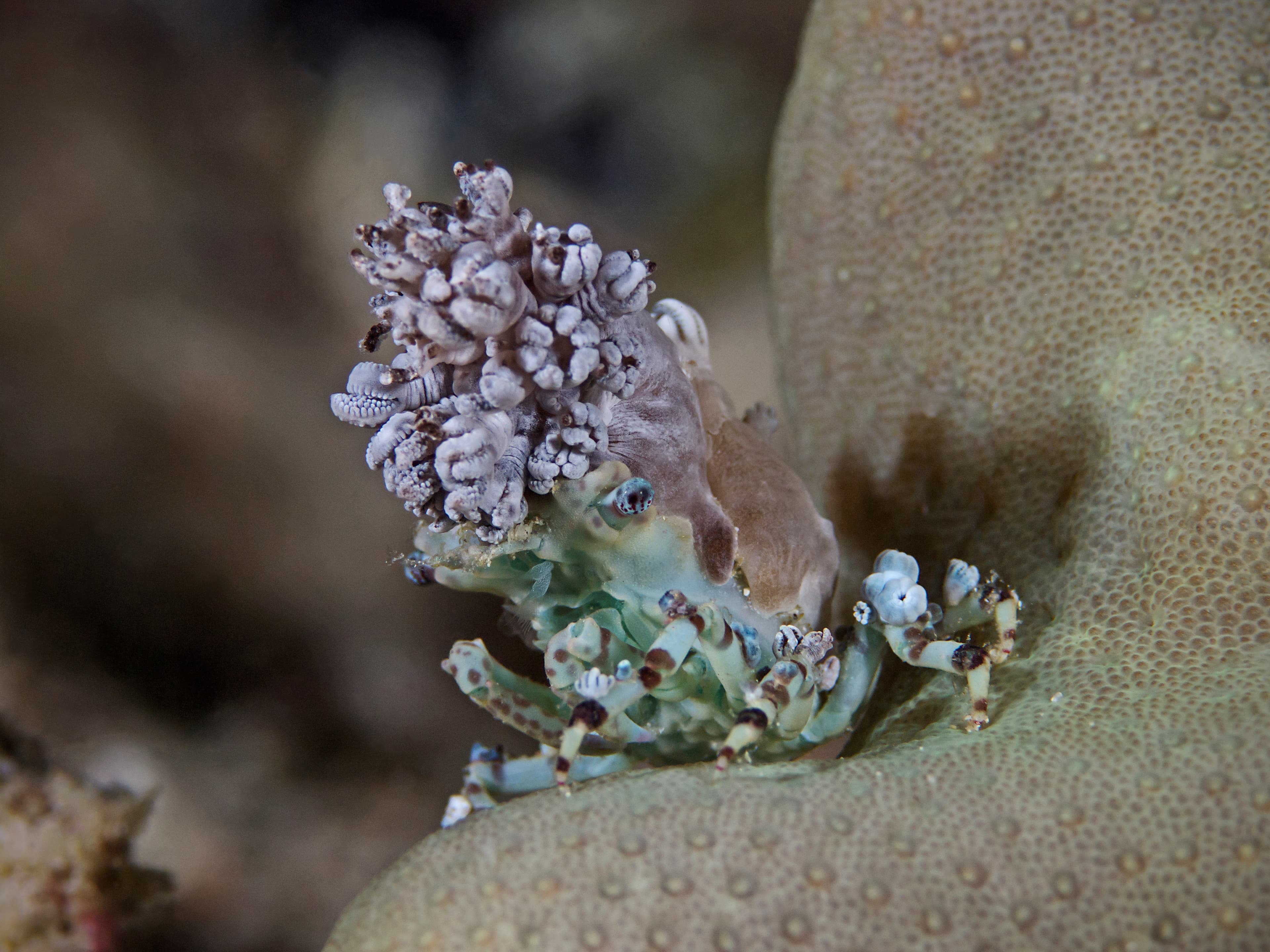 Corallimorph Decorator Crab (Cyclocoeloma tuberculatum)