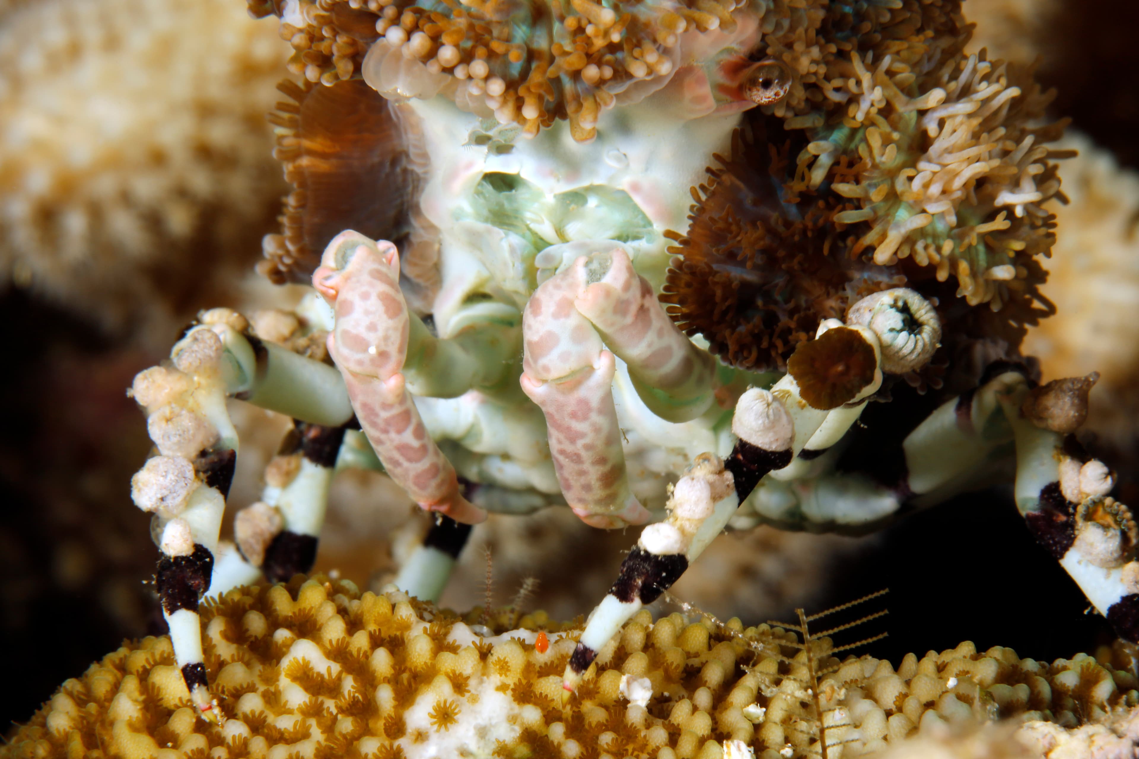 Close-up of a Corallimorph Decorator Crab (Cyclocoeloma tuberculatum). Misool, Raja Ampat, West Papua, Indonesia