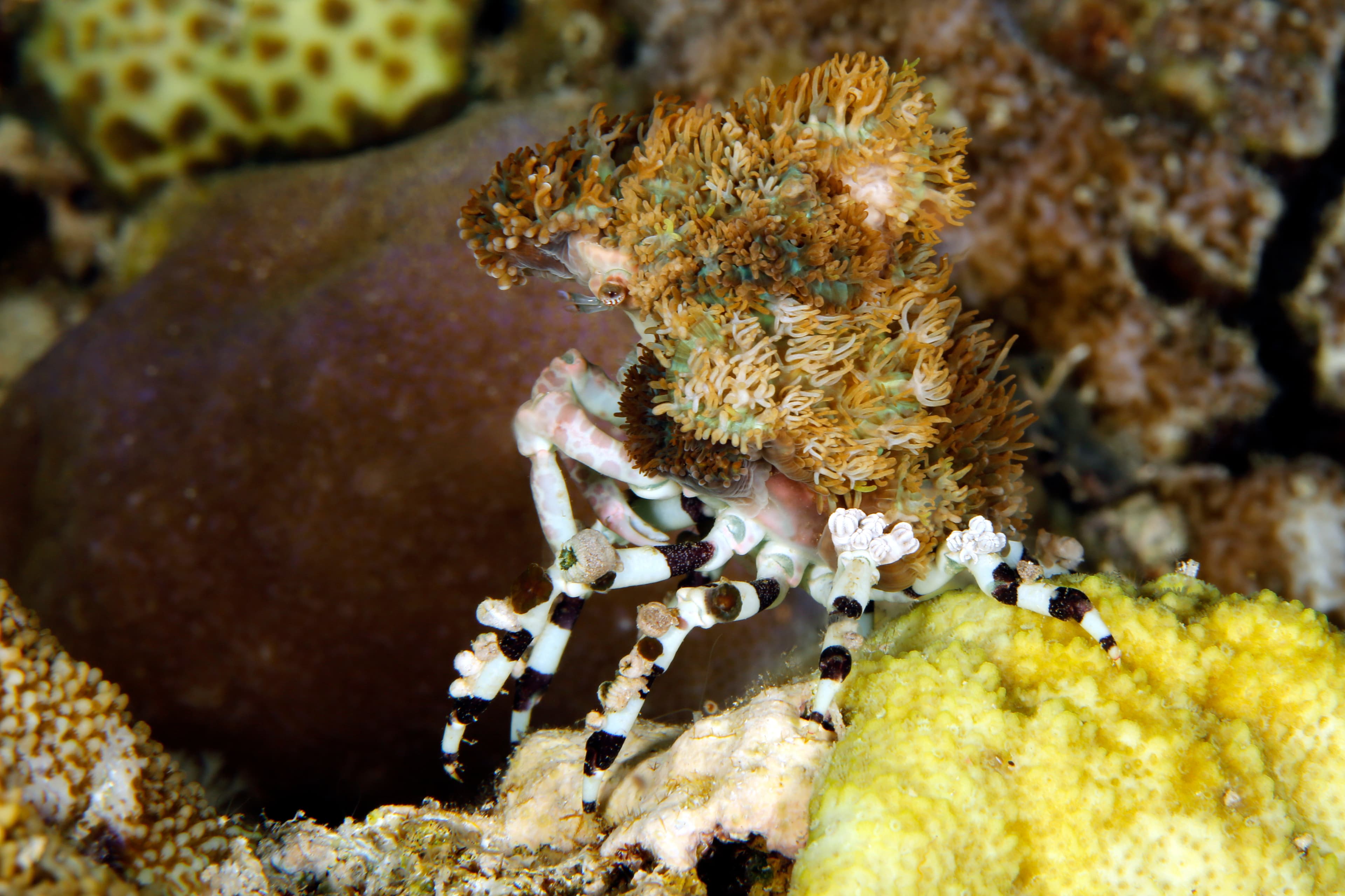 Corallimorph Decorator Crab (Cyclocoeloma tuberculatum). Misool, Raja Ampat, West Papua, Indonesia