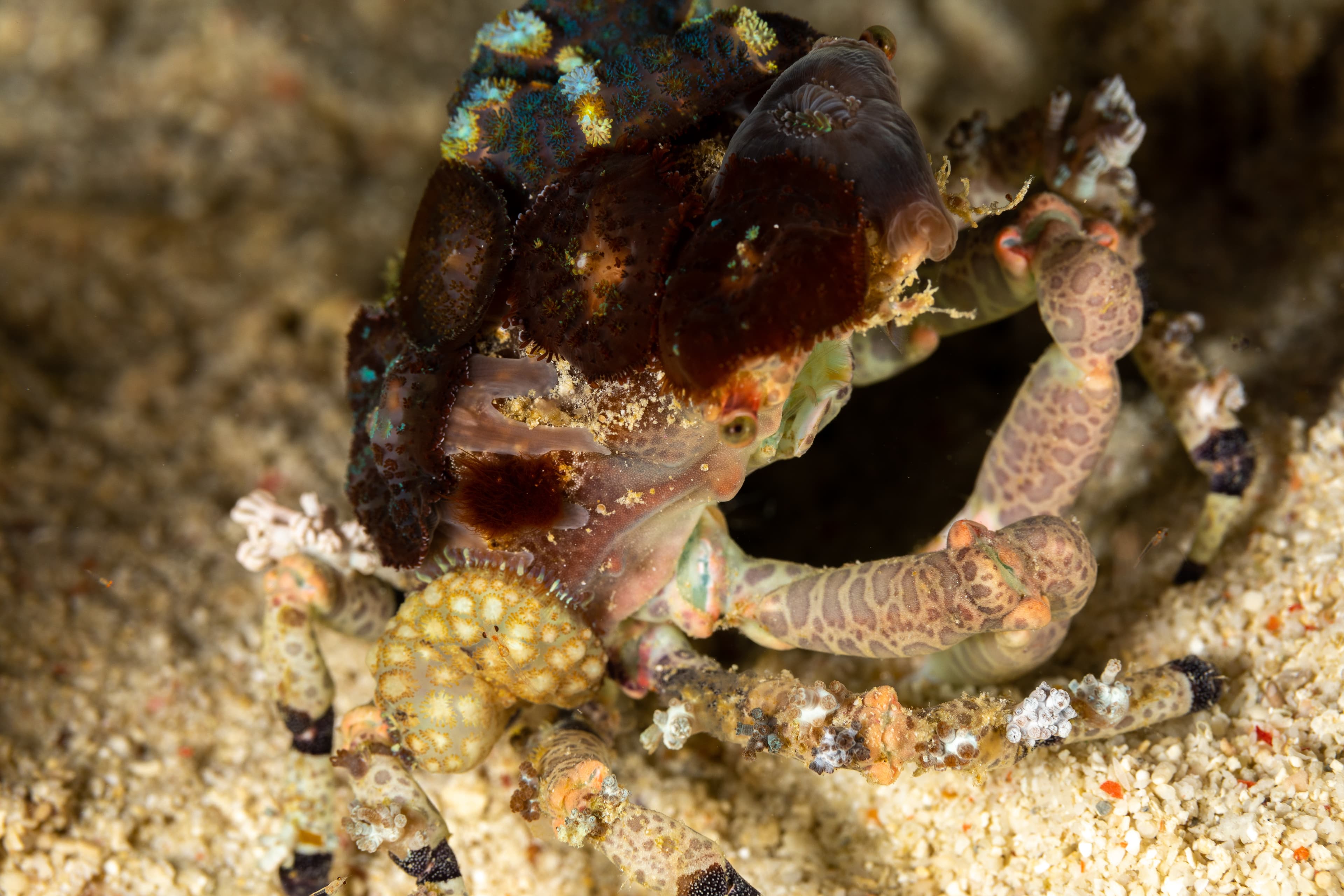 Corallimorph Decorator Crab (Cyclocoeloma tuberculatum)