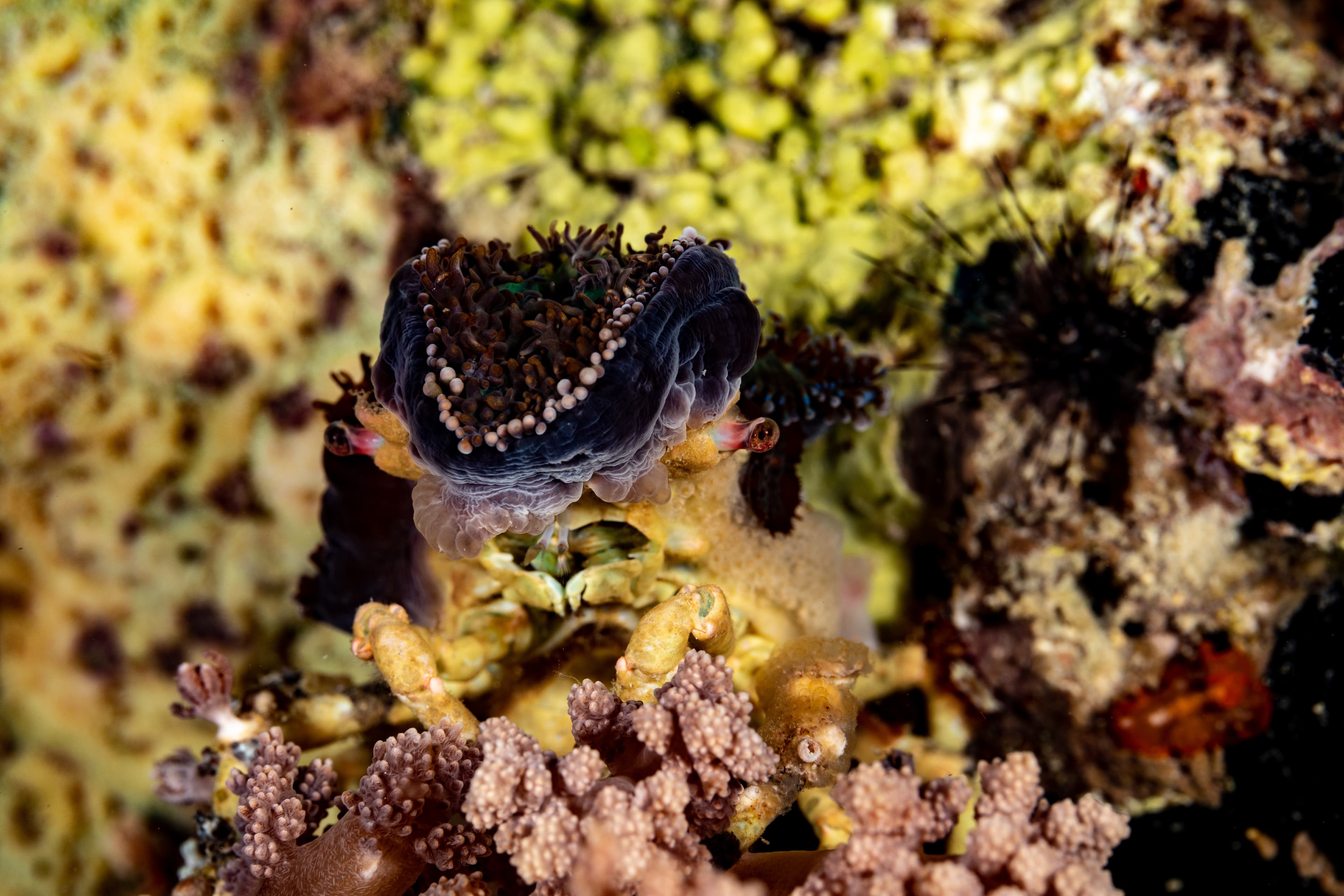 Corallimorph Decorator Crab (Cyclocoeloma tuberculatum)